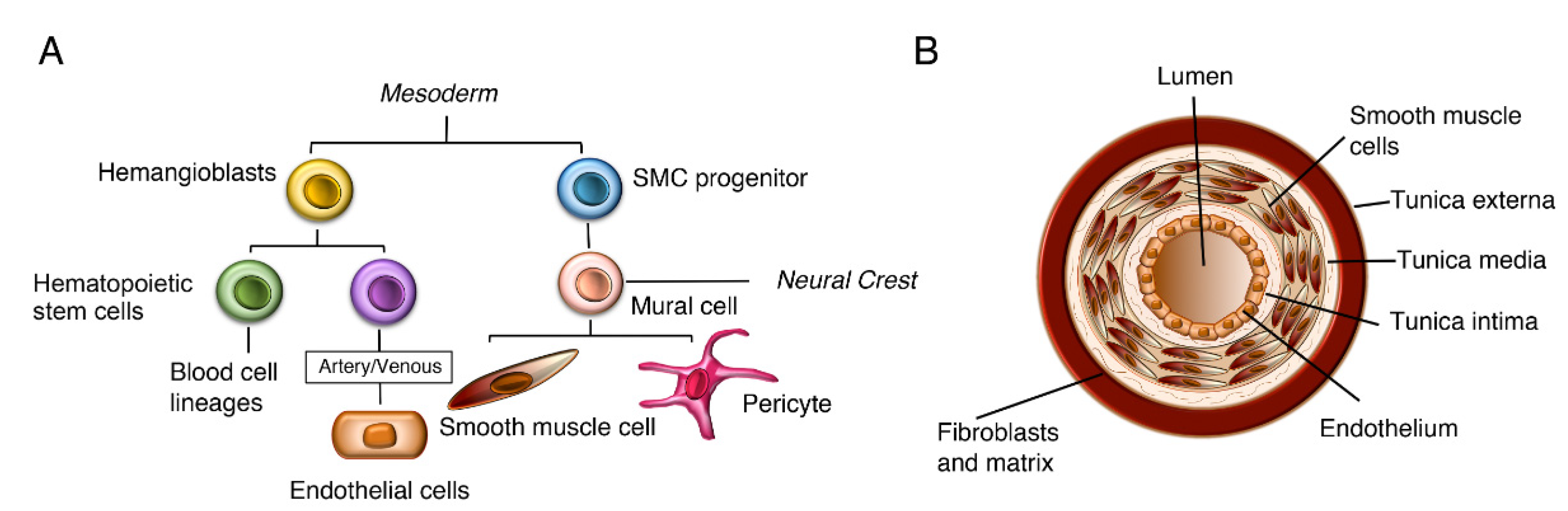 Biomolecules 10 00485 g003