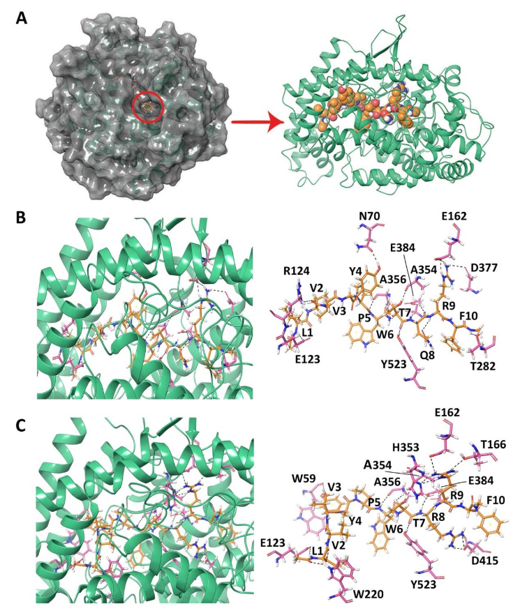 Biomolecules Free Full Text Camel Hemorphins Exhibit A More Potent Angiotensin I Converting Enzyme Inhibitory Activity Than Other Mammalian Hemorphins An In Silico And In Vitro Study Html