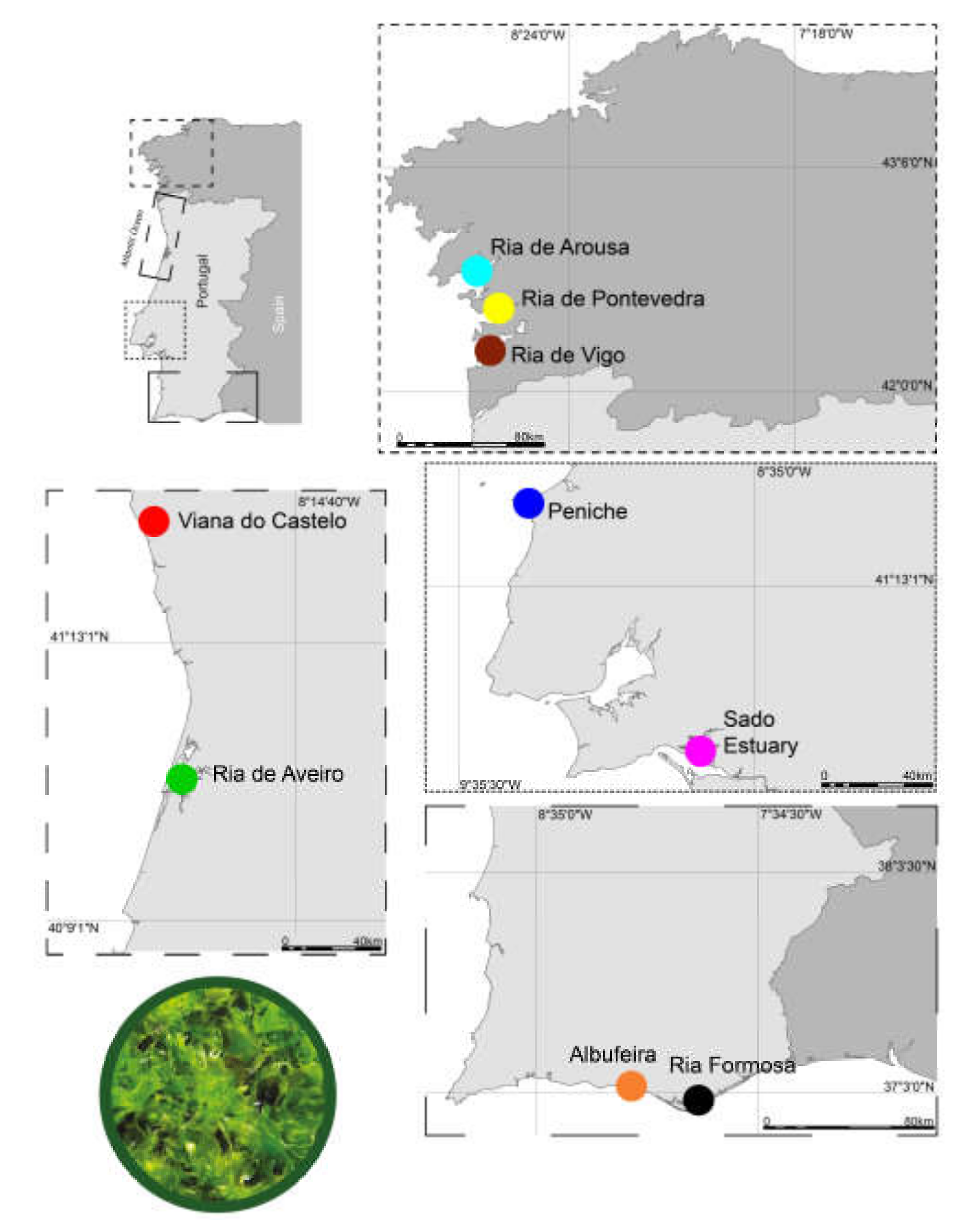 Biomolecules | Free Full-Text | Site-Specific Lipidomic Signatures of Sea  Lettuce (Ulva spp., Chlorophyta) Hold the Potential to Trace Their  Geographic Origin