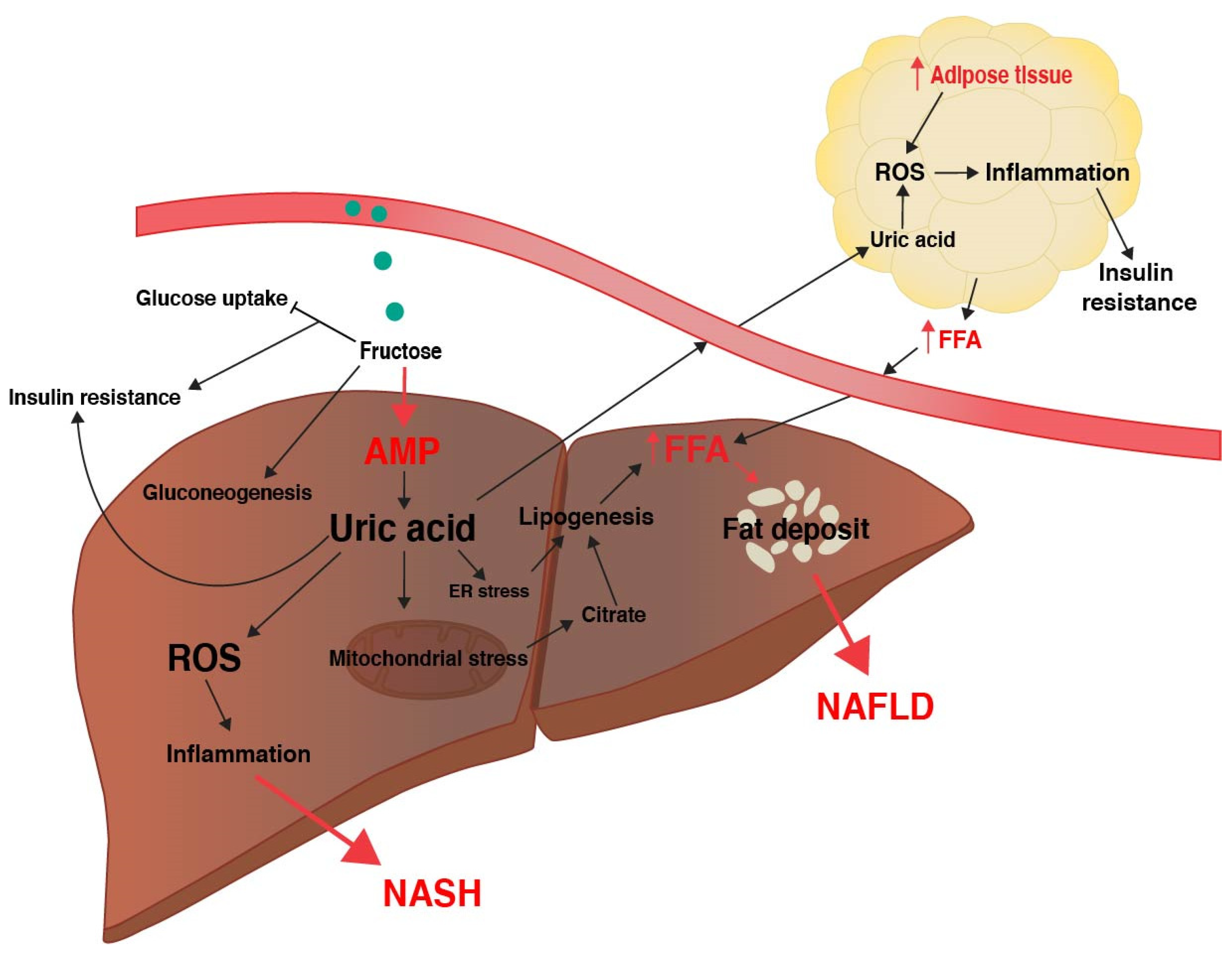 Biomolecules Free Full Text A Sweet Connection Fructose S Role In Hepatocellular Carcinoma Html