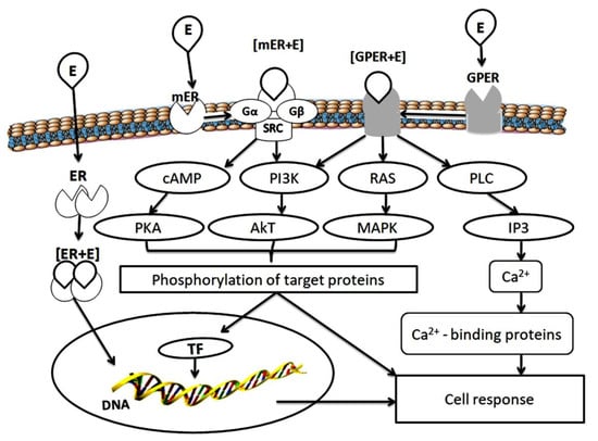 Estrogen Receptors and Ubiquitin Proteasome System Mutual Regulation 