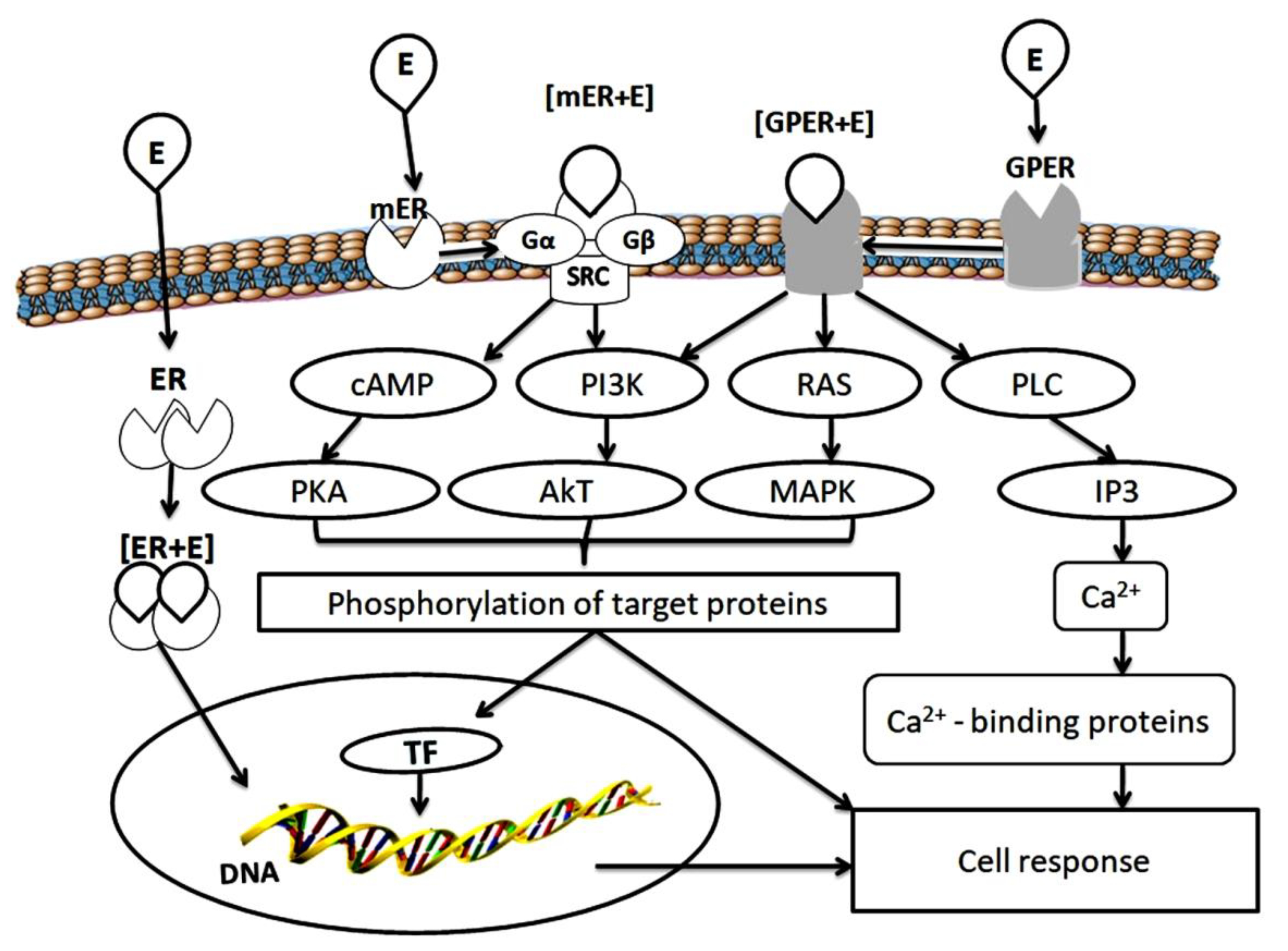 Free Full-Text | Estrogen Receptors and Proteasome System: Mutual Regulation | HTML