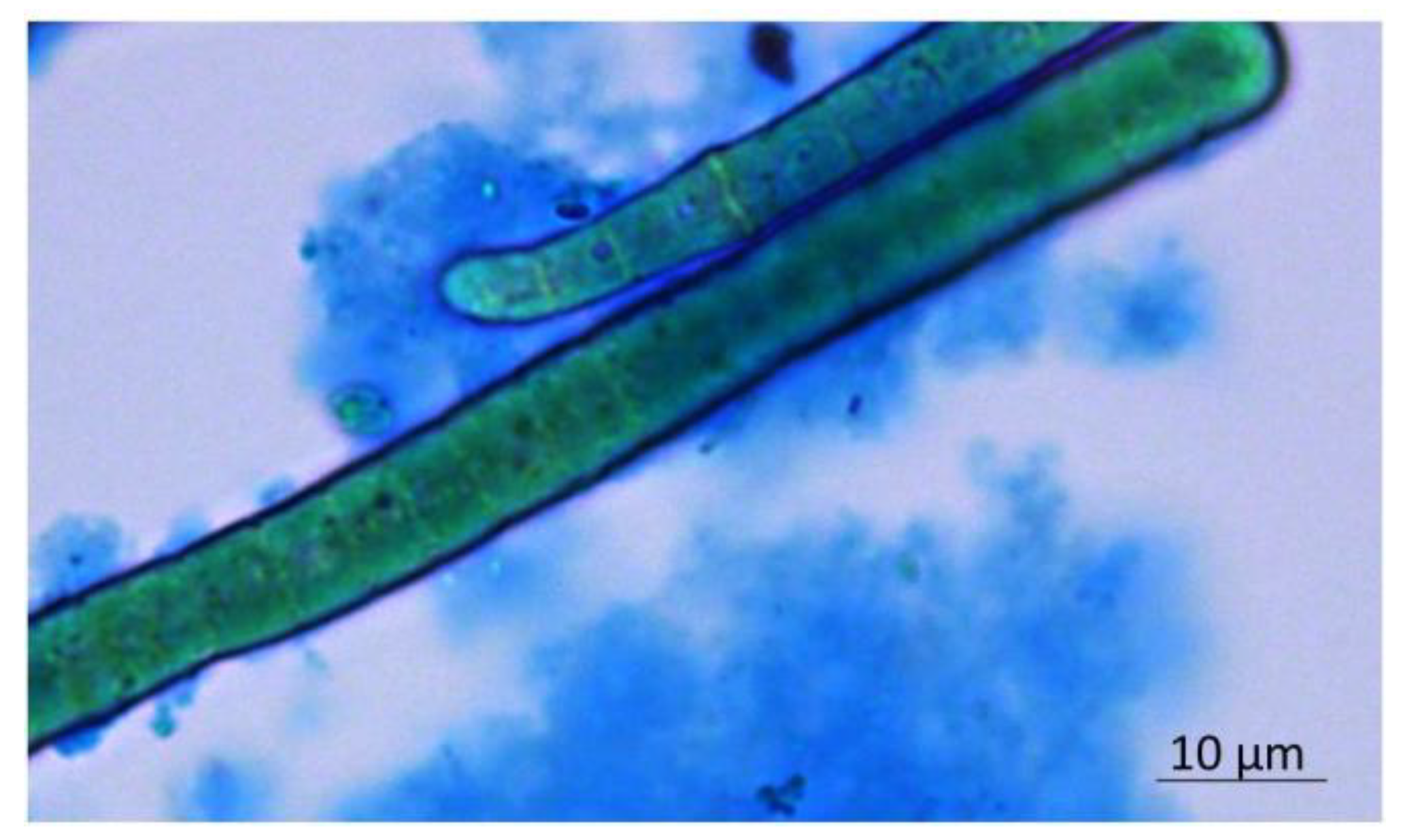 Biomolecules 10 00582 g001