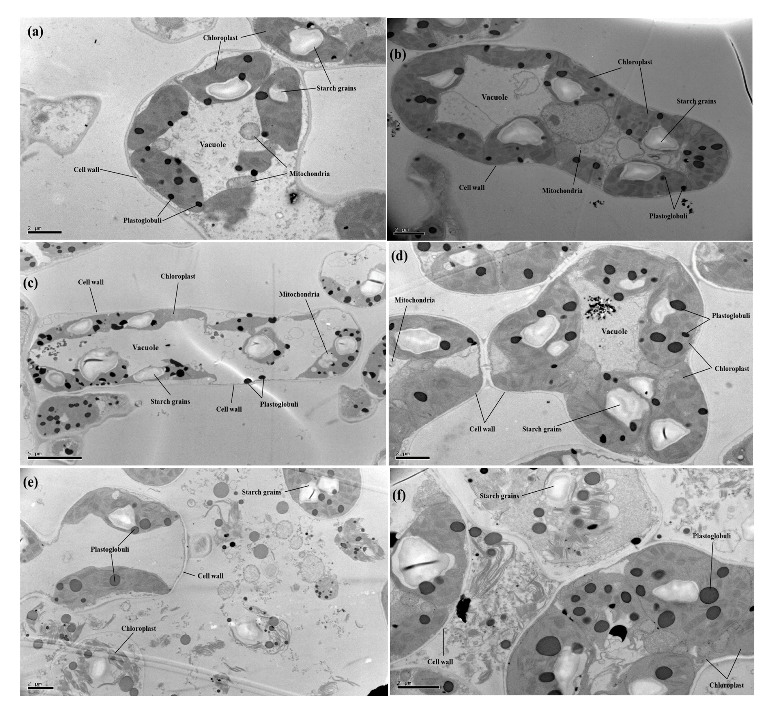 Biomolecules 10 00592 g004 Biomolecules 10 00592 g004