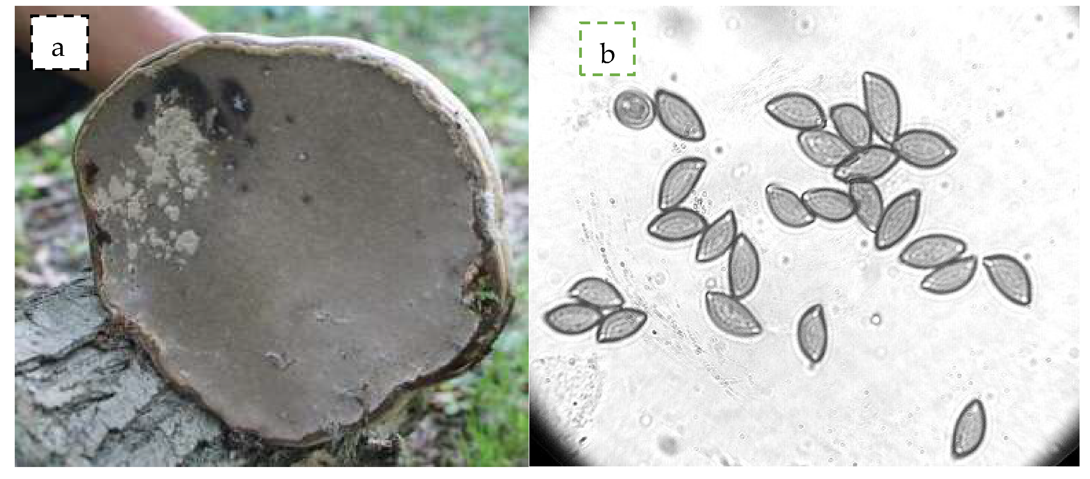 Biomolecules 10 00622 g001