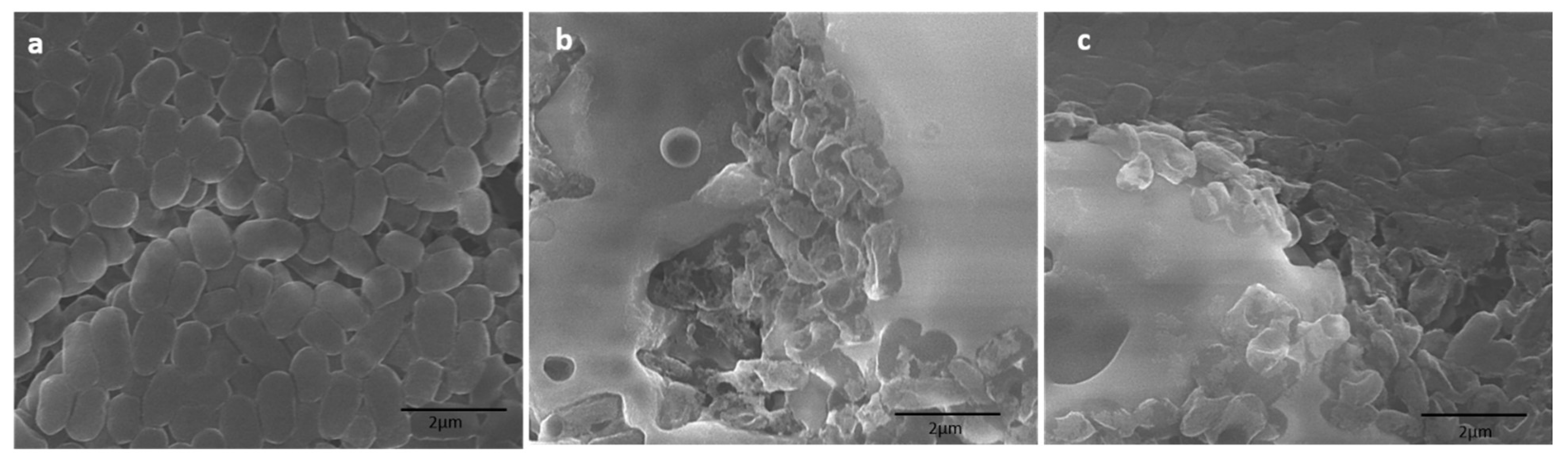 Biomolecules 10 00622 g007