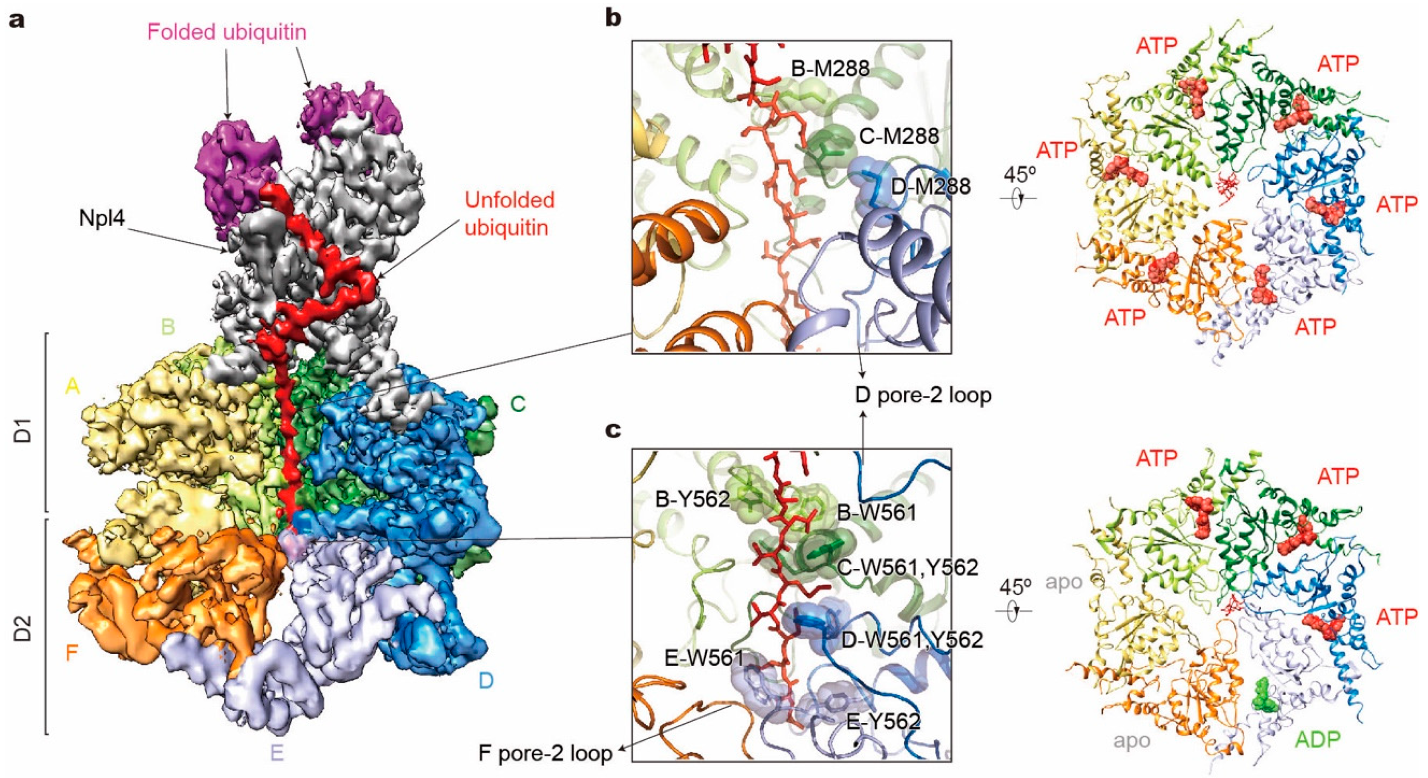 Biomolecules 10 00629 g005