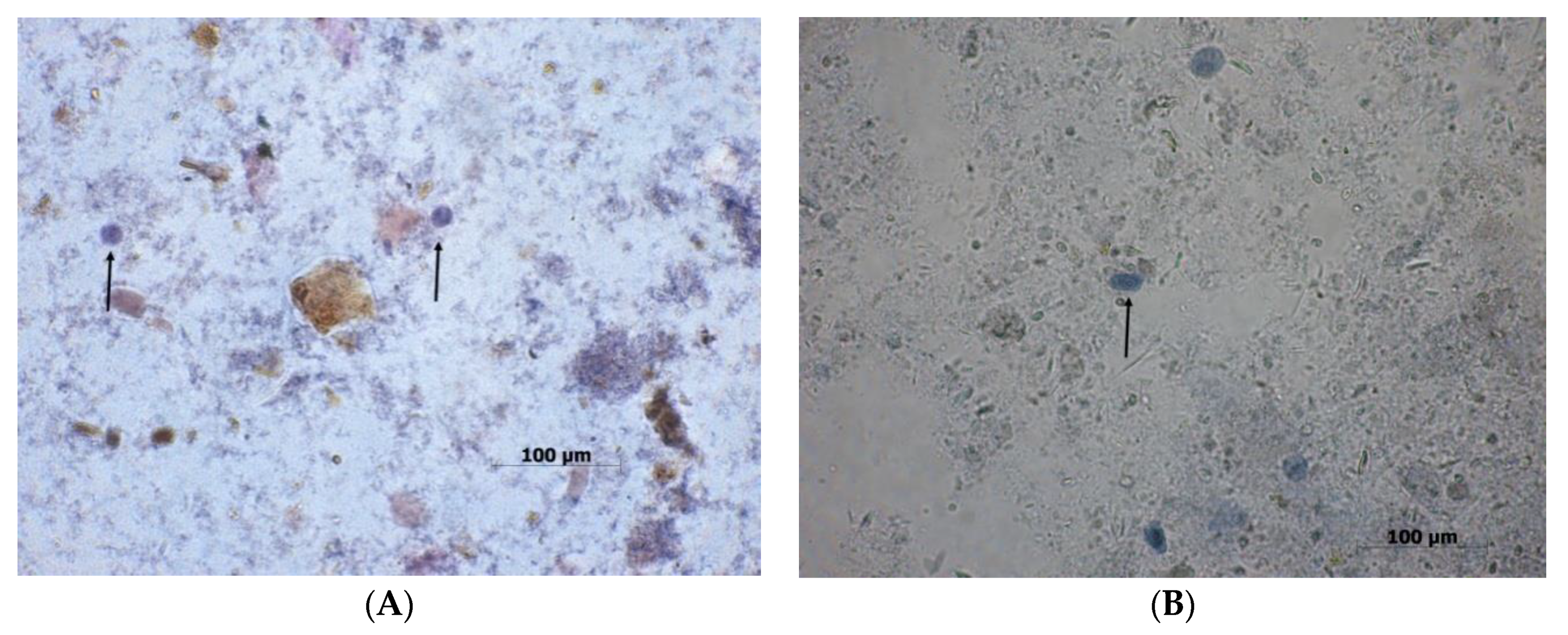 Biomolecules 10 00674 g008 Biomolecules 10 00674 g008
