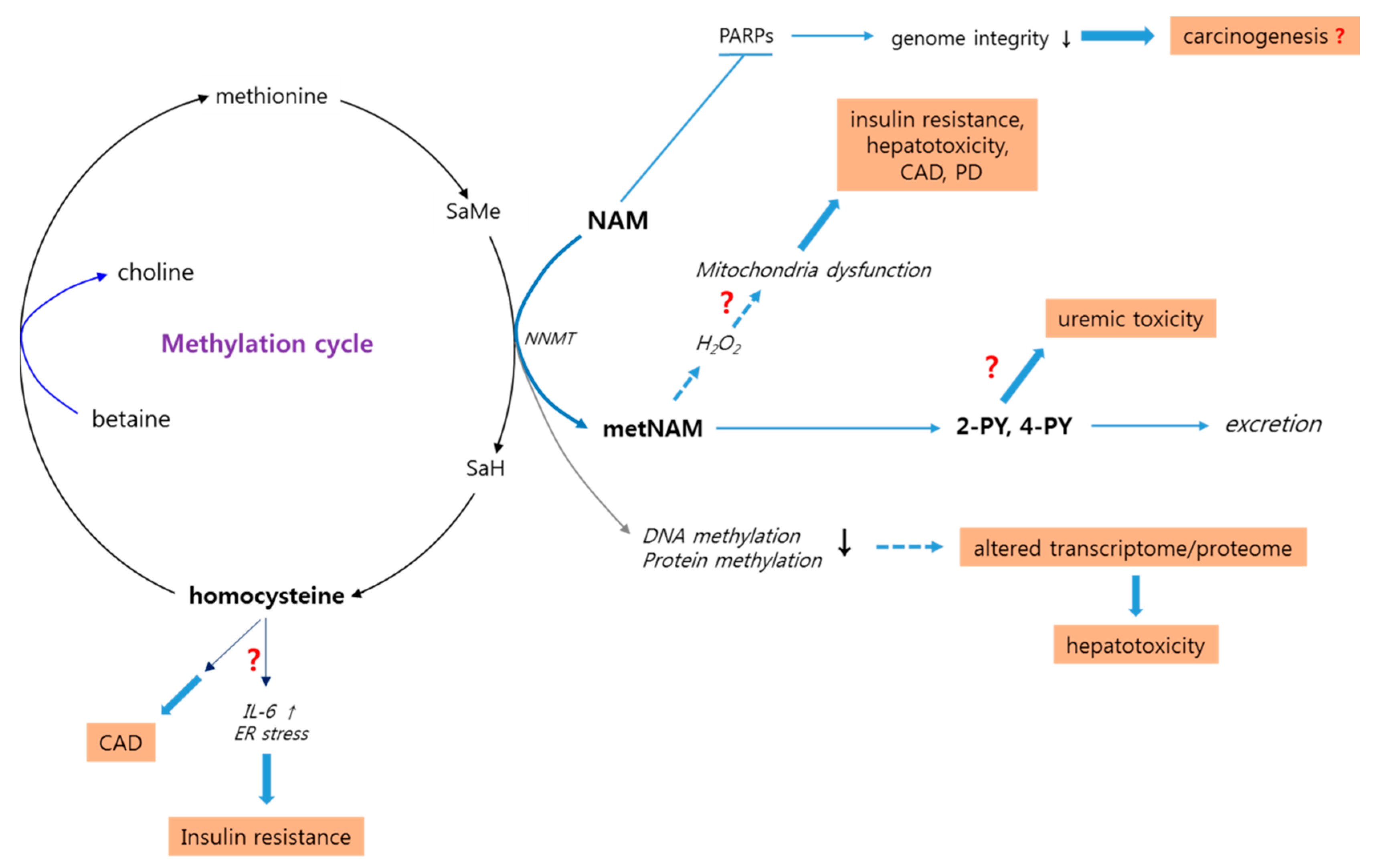 Biomolecules 10 00687 g002