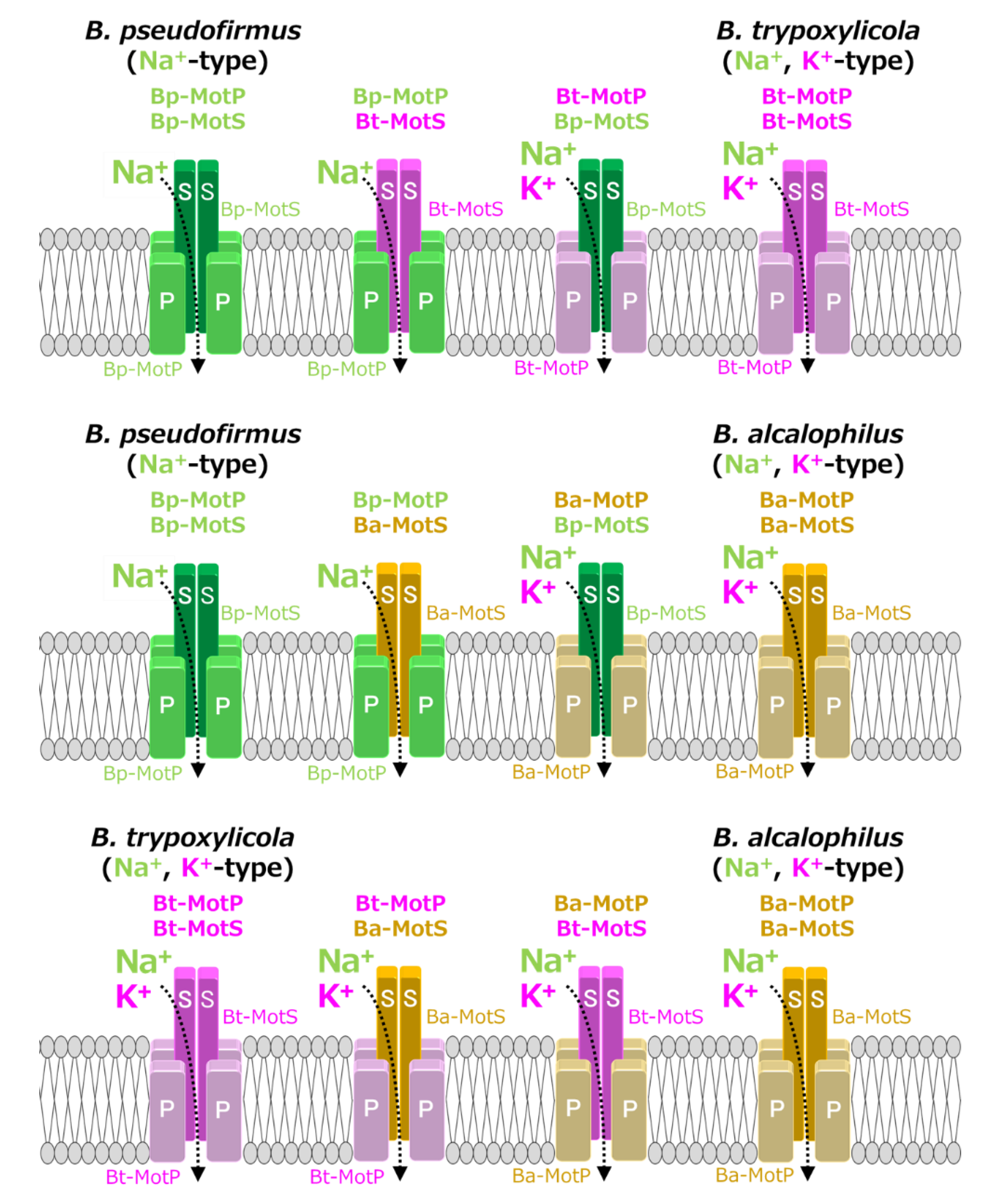 Biomolecules 10 00691 g010