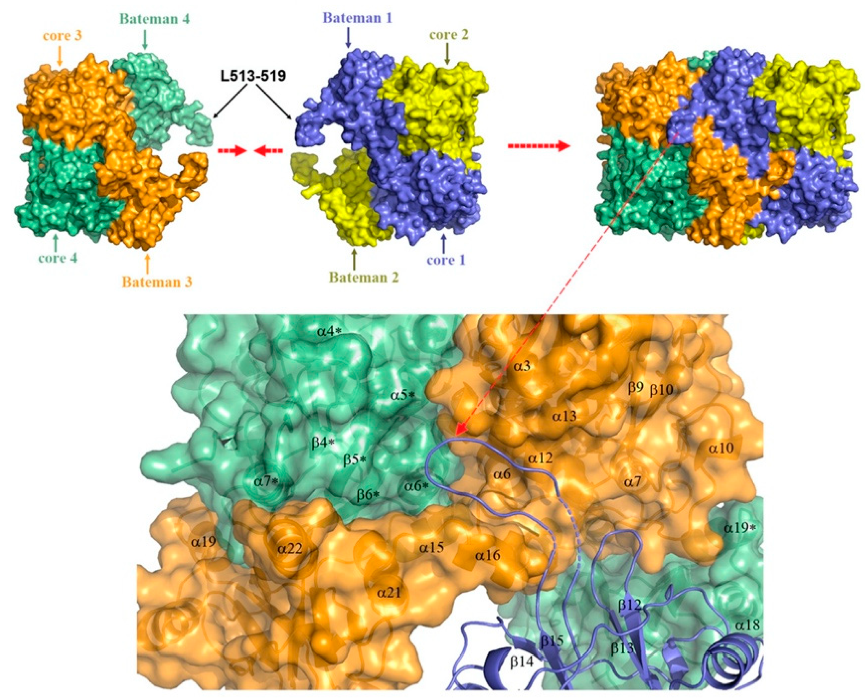 Biomolecules Free Full Text Cystathionine B Synthase Molecular Regulation And Pharmacological Inhibition Html