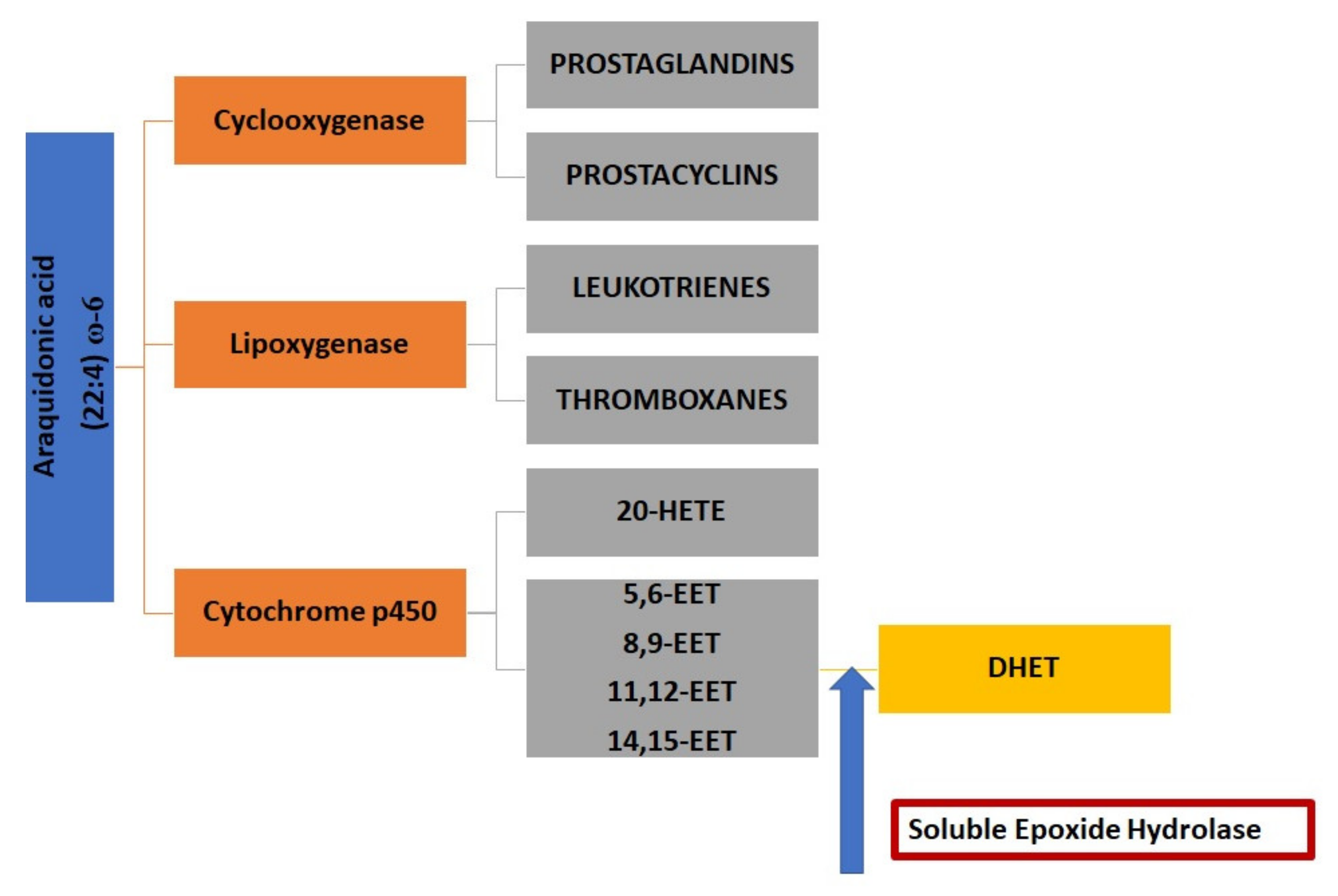 Biomolecules | Free Full-Text | Soluble Epoxide Hydrolase Inhibition to  Face Neuroinflammation in Parkinson's Disease: A New Therapeutic Strategy |  HTML