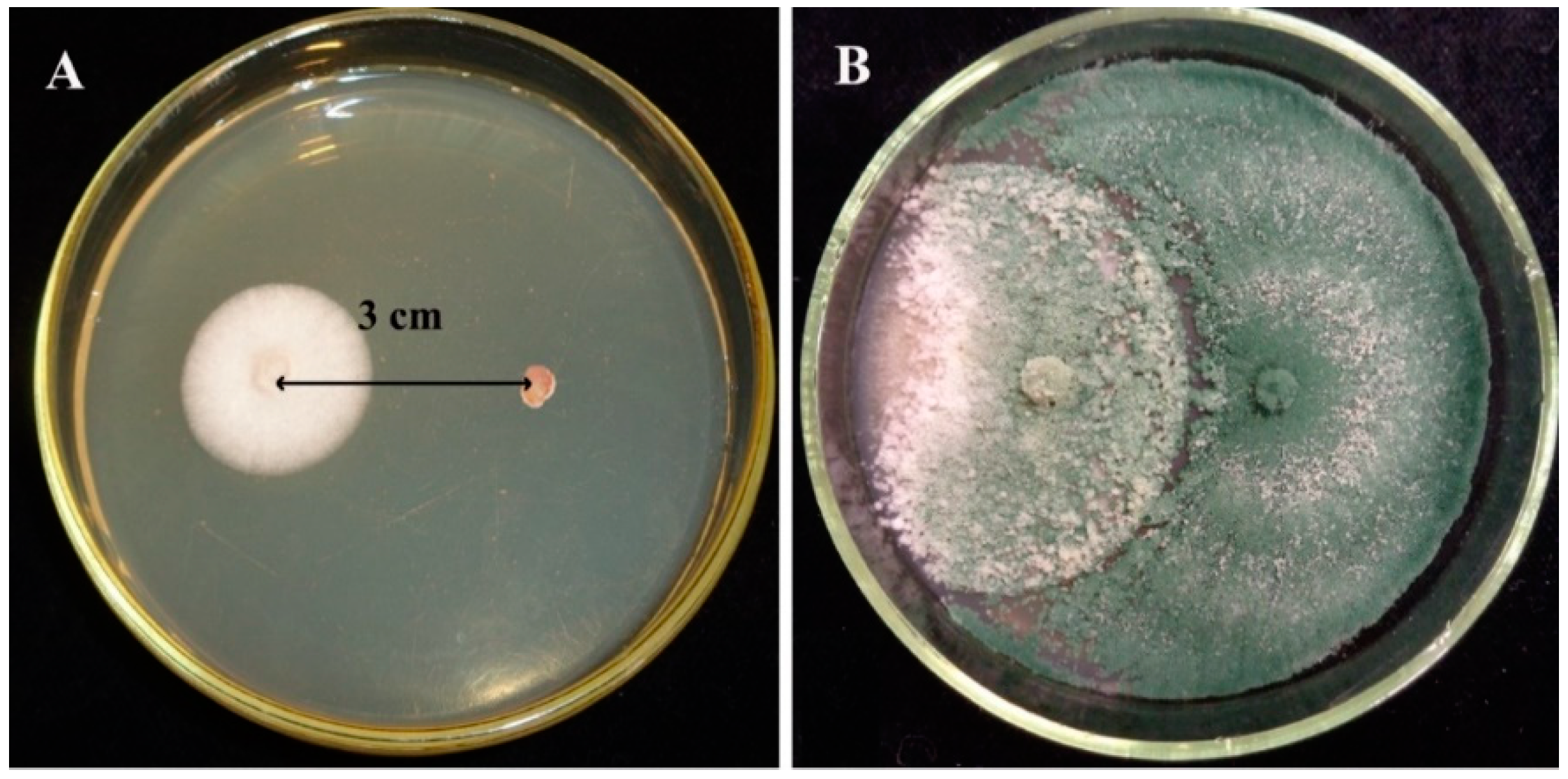 Biomolecules 10 00730 g001