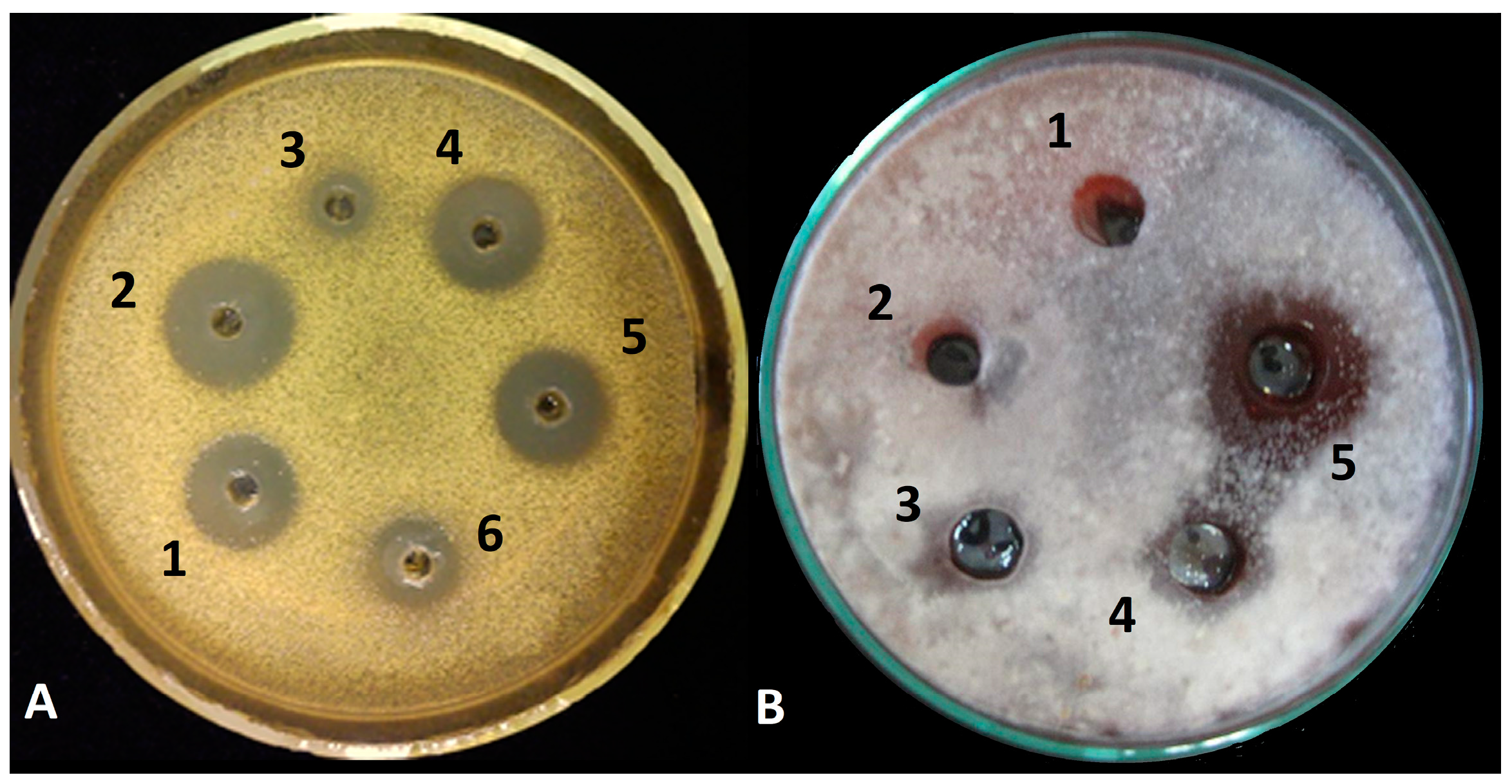 Biomolecules 10 00730 g002