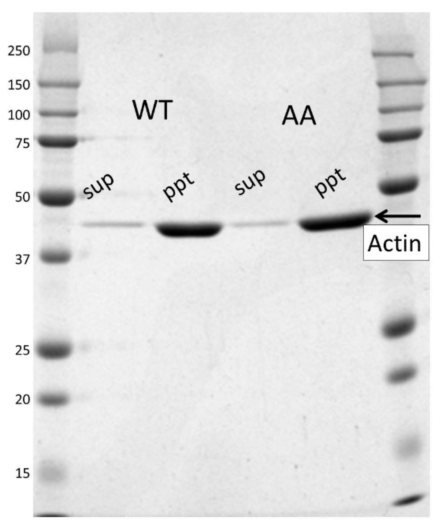 Biomolecules 10 00736 g002