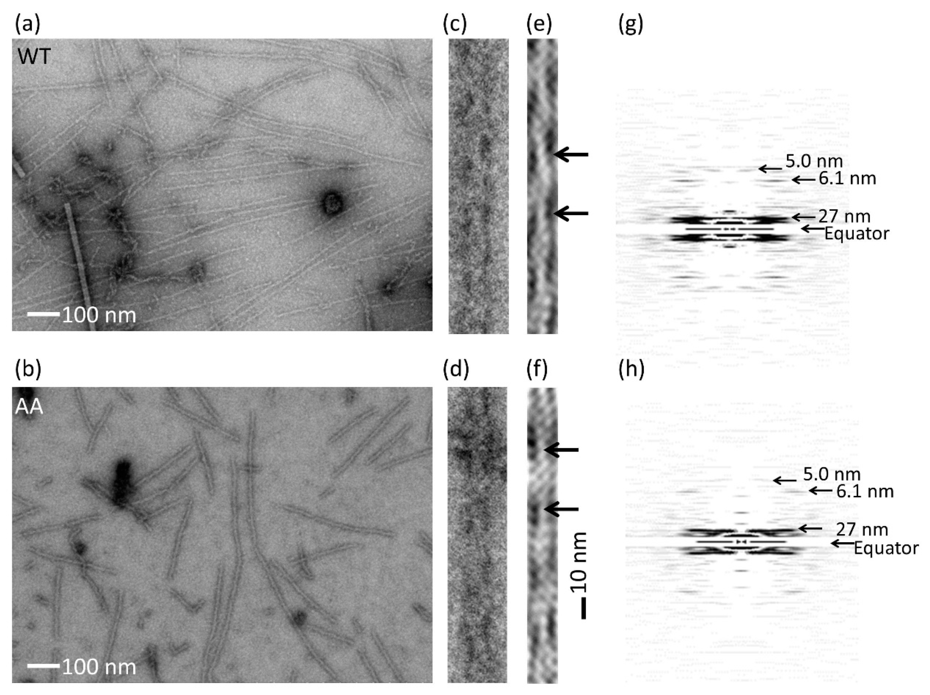Biomolecules 10 00736 g006
