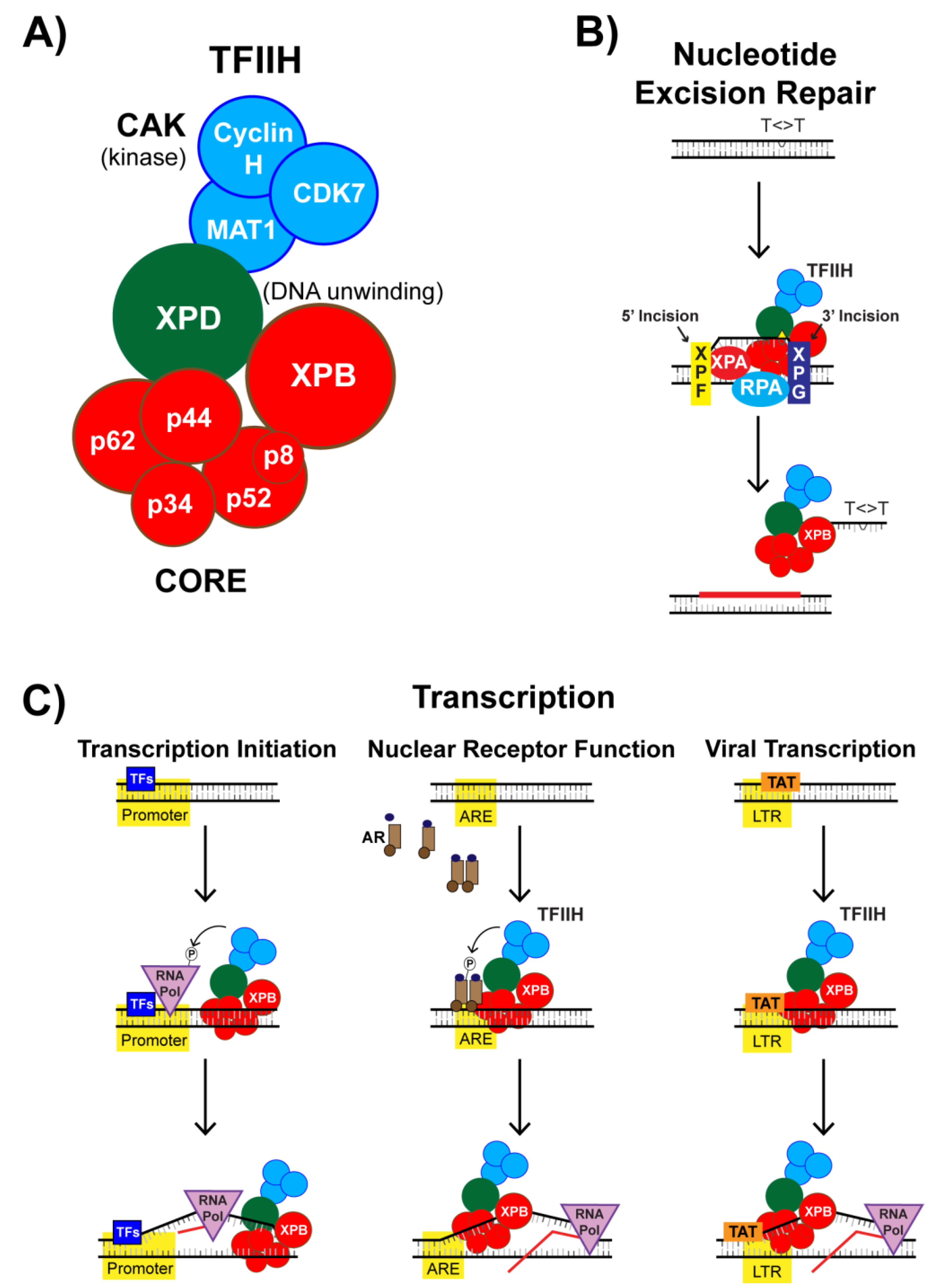Biomolecules 10 00756 g005 Biomolecules 10 00756 g005