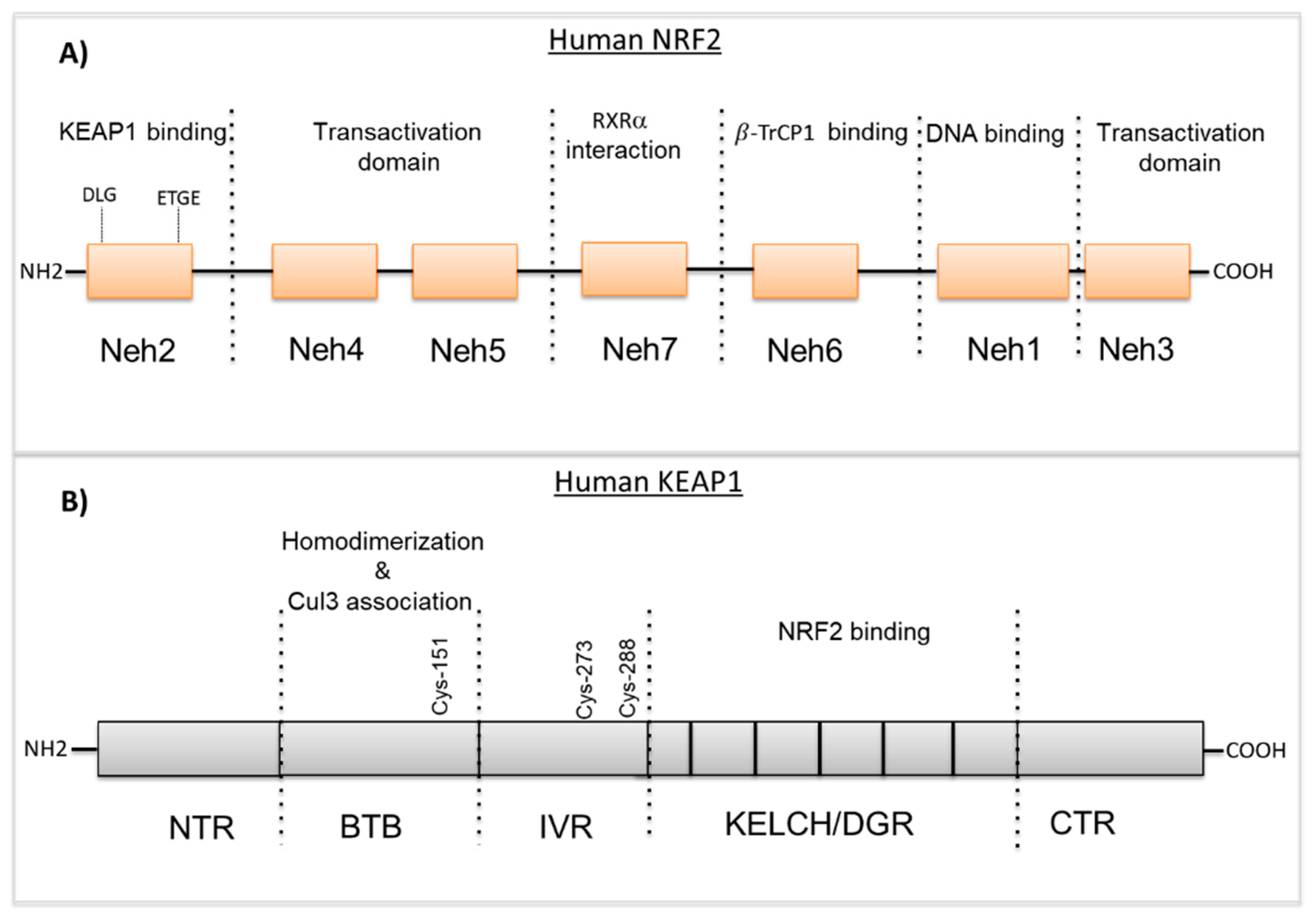 Biomolecules 10 00791 g001