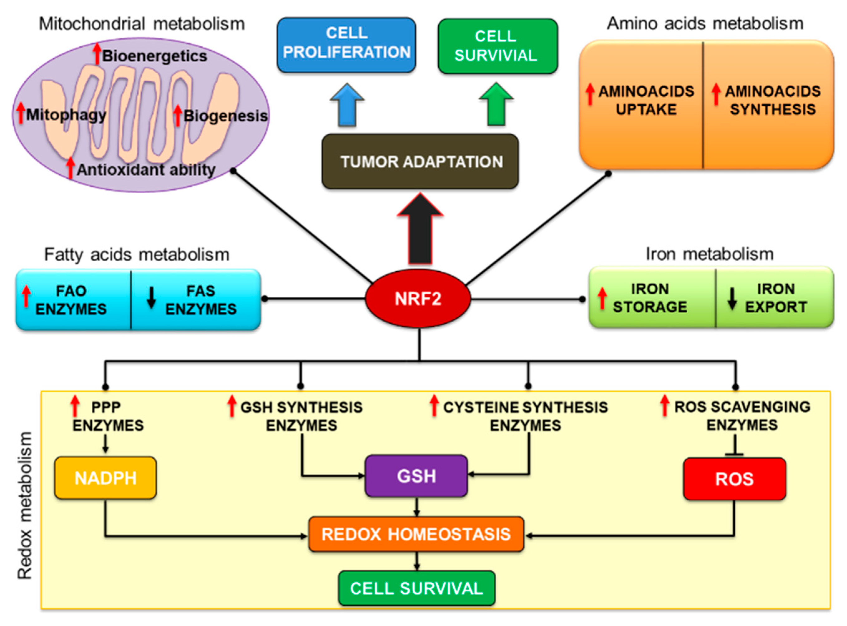 Assessment of transduction of ABCC5 adenovirus in MCF-7 cells. a ABCC5