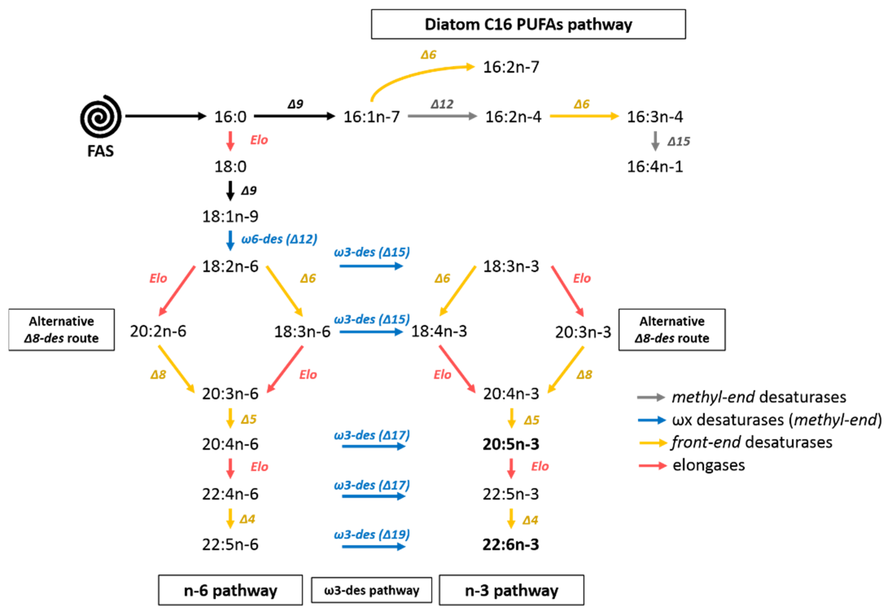 Biomolecules Free Full Text Study Of Synthesis Pathways Of The Essential Polyunsaturated Fatty Acid 20 5n 3 In The Diatom Chaetoceros Muelleri Using 13c Isotope Labeling Html