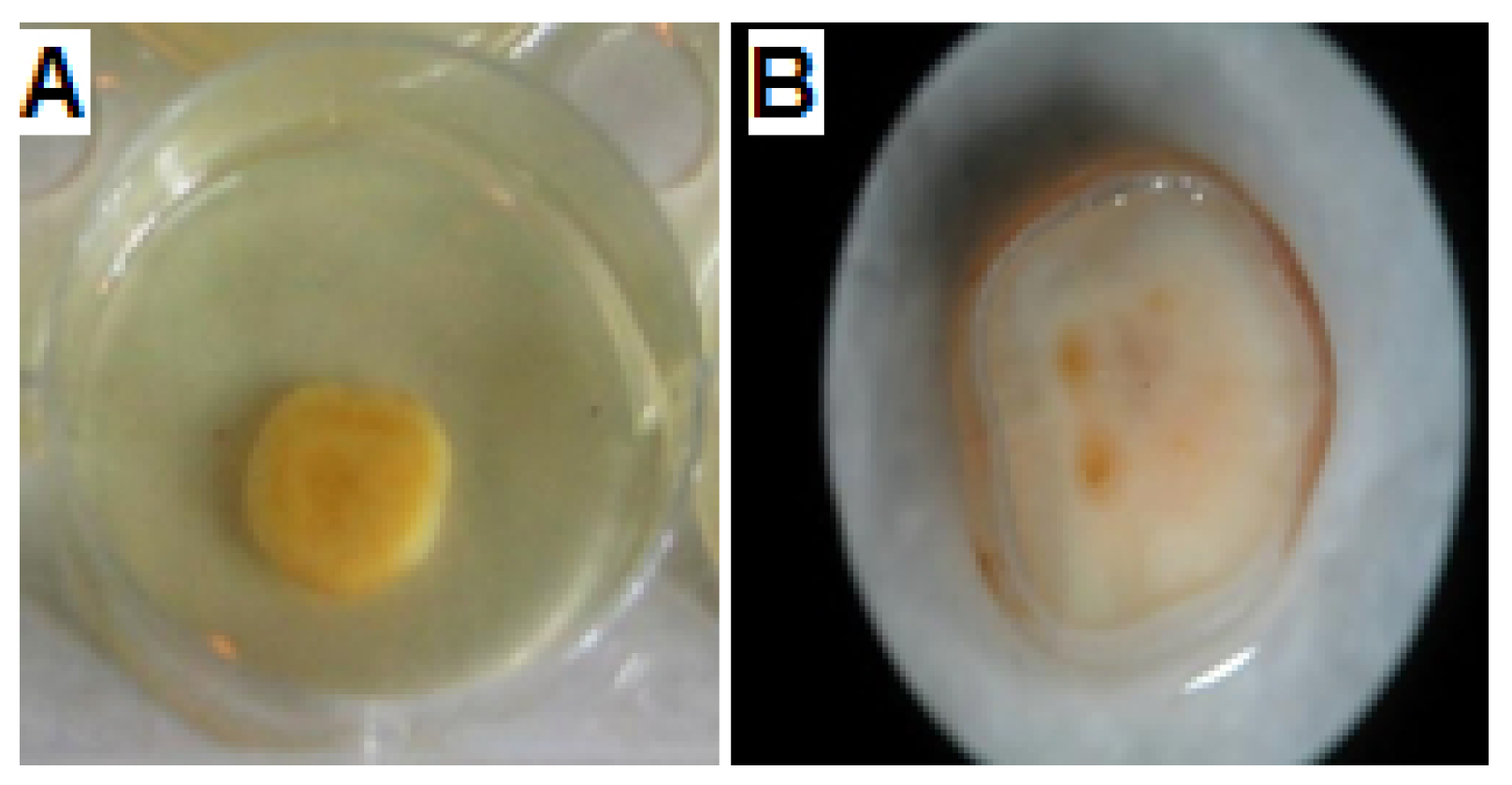 Biomolecules 10 00811 g006