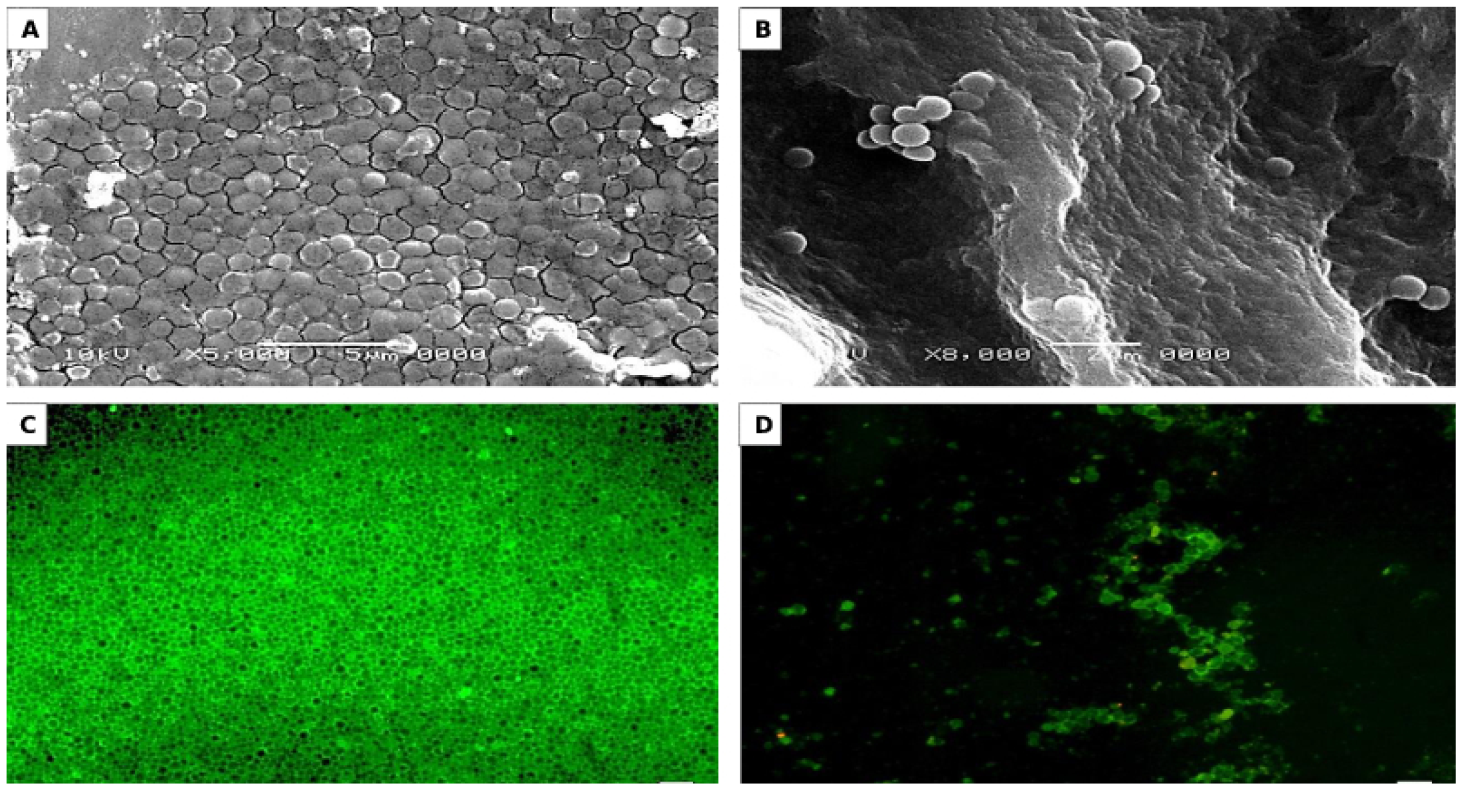 Biomolecules 10 00811 g007