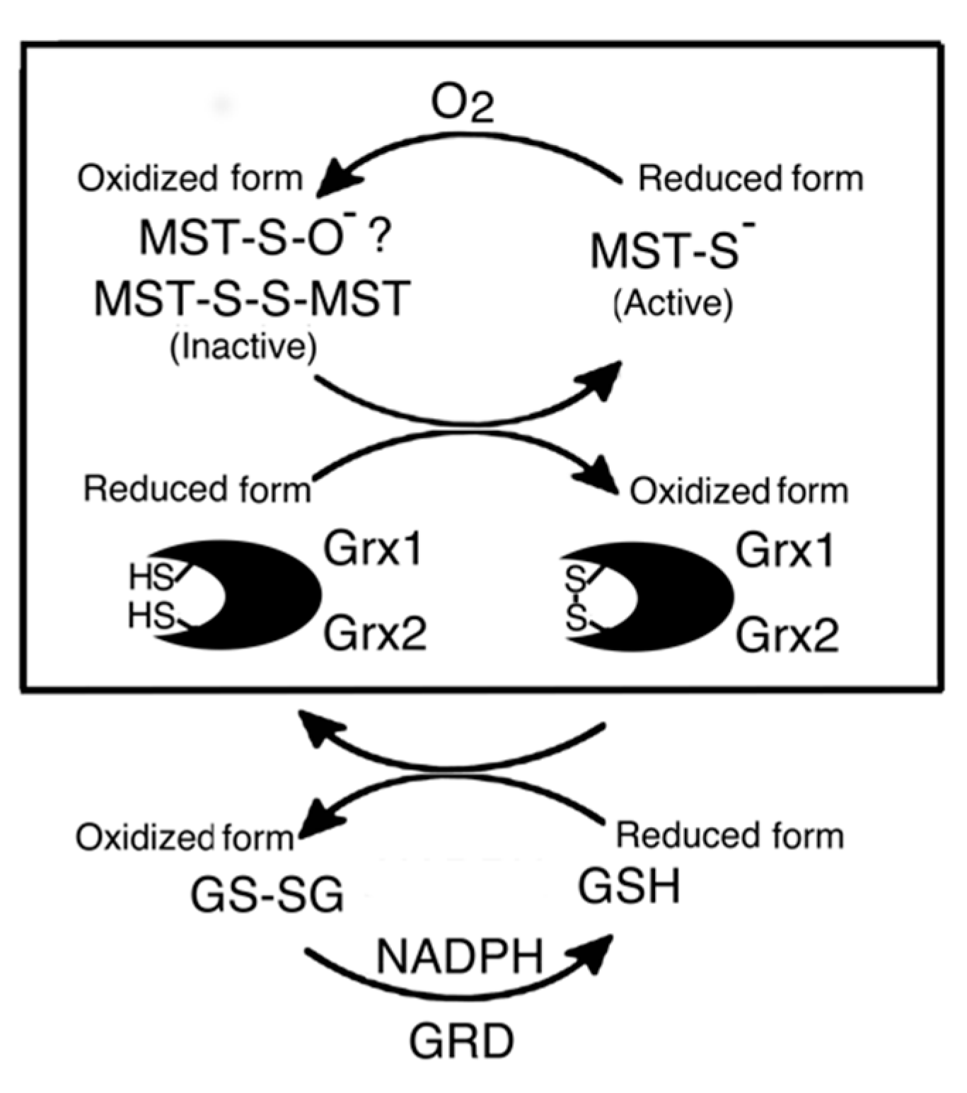 Biomolecules 10 00826 g006
