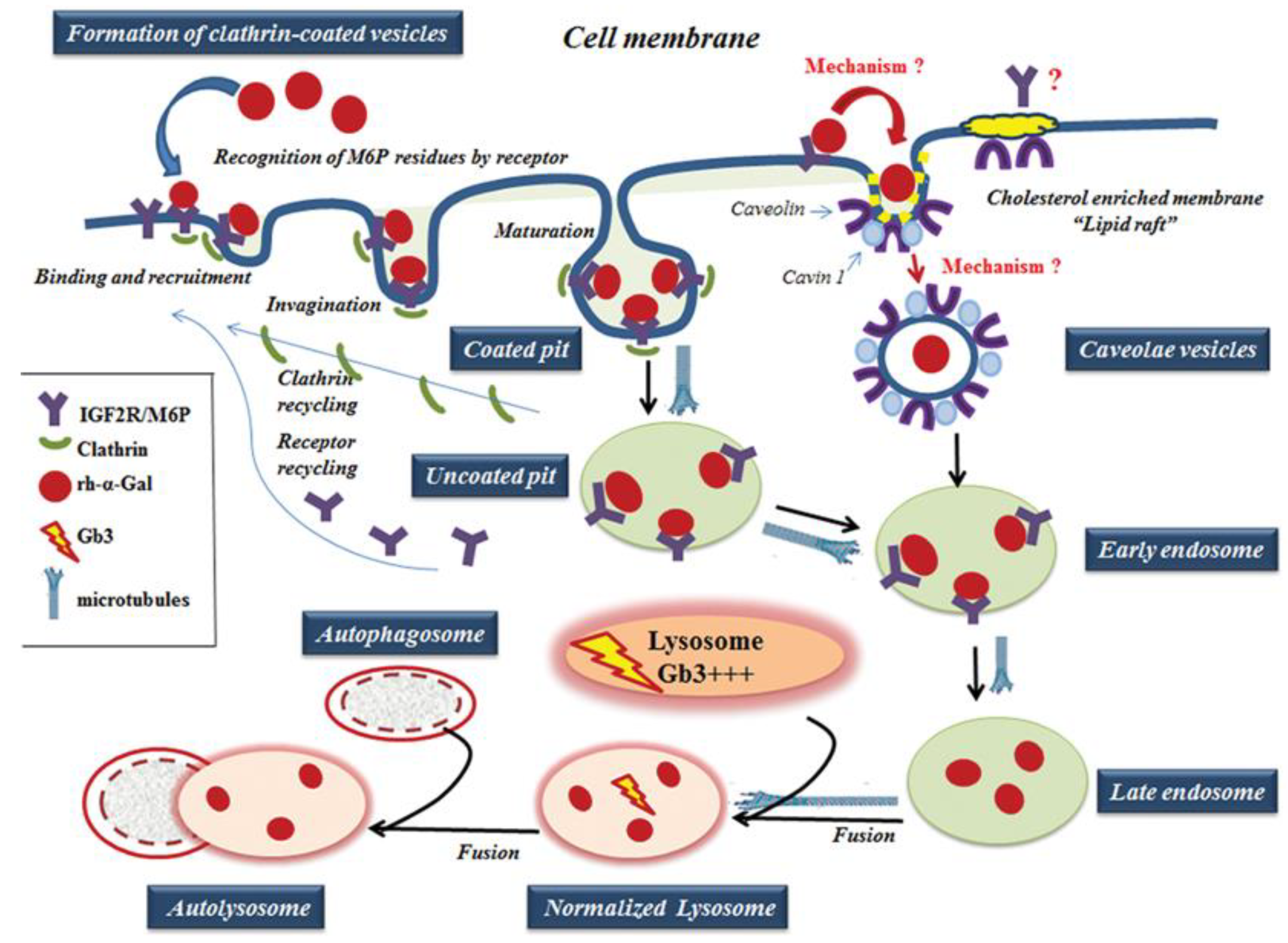 Biomolecules 10 00837 g009