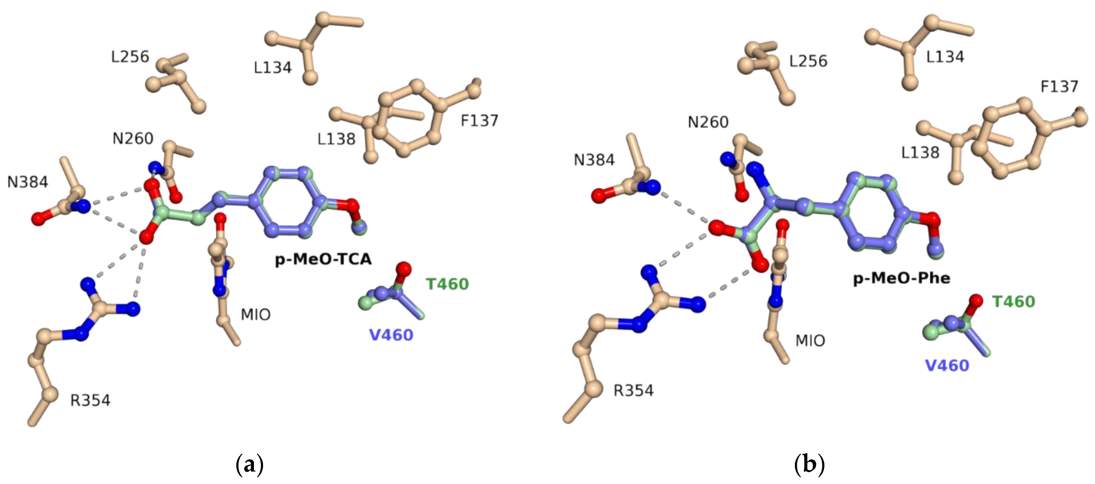 Biomolecules 10 00838 g006 Biomolecules 10 00838 g006