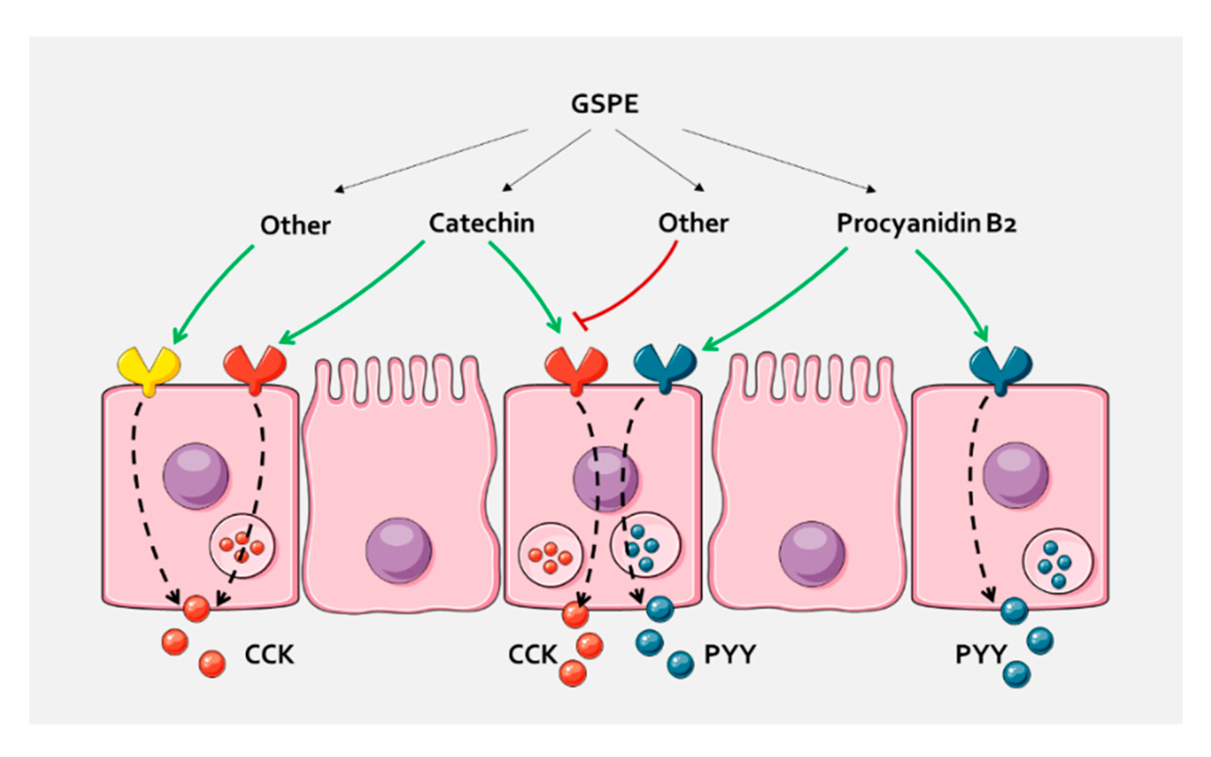 Biomolecules 10 00844 g004