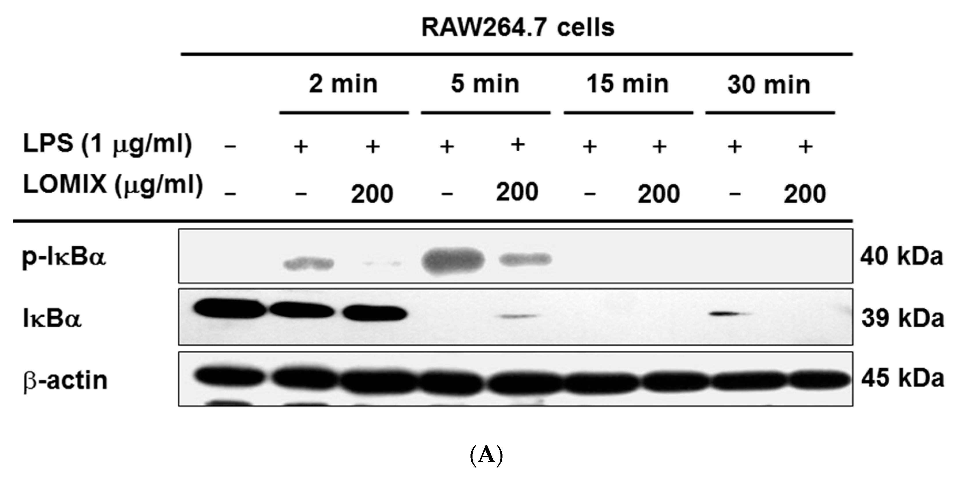 Biomolecules 10 00859 g003a