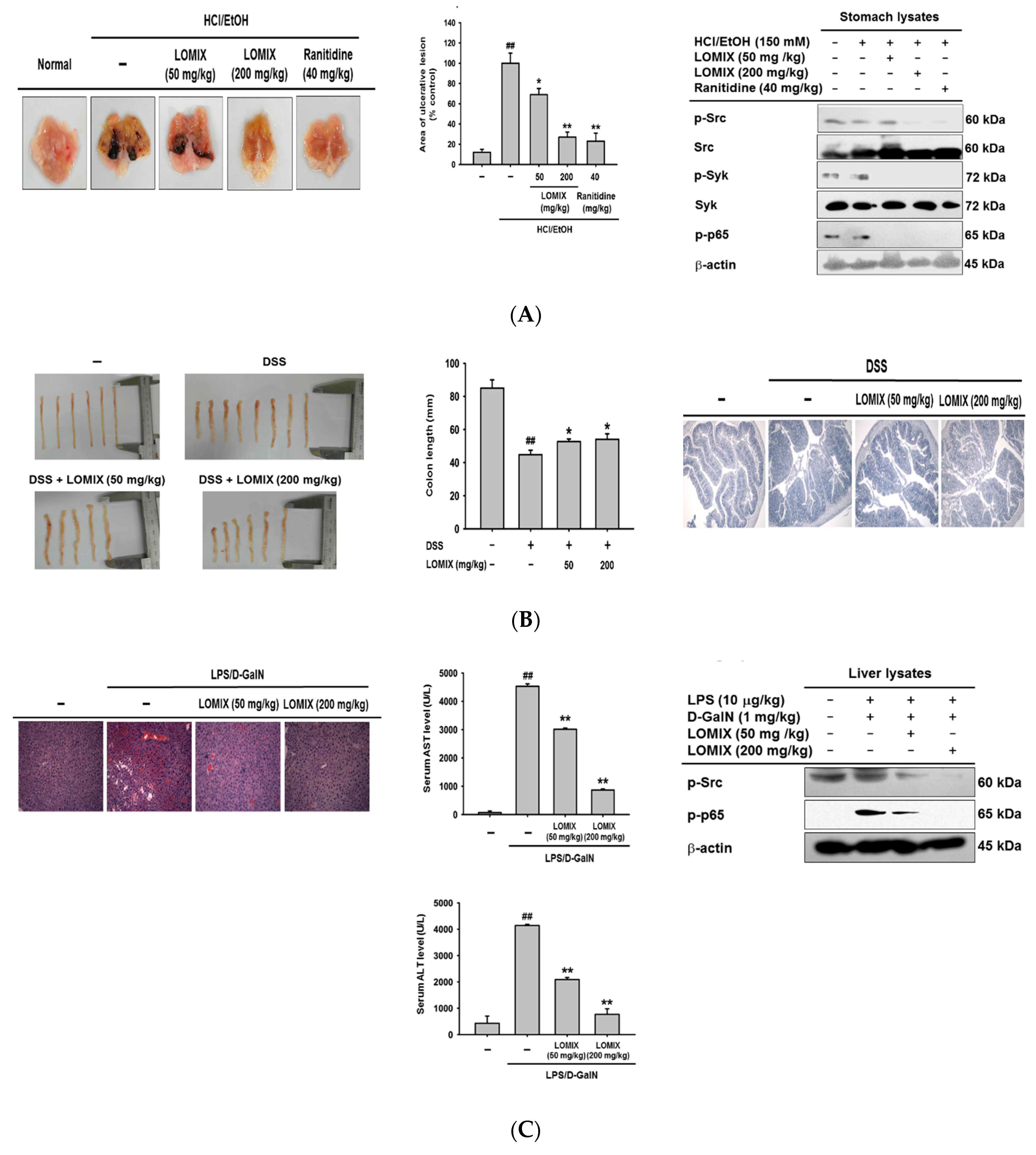 Biomolecules 10 00859 g004