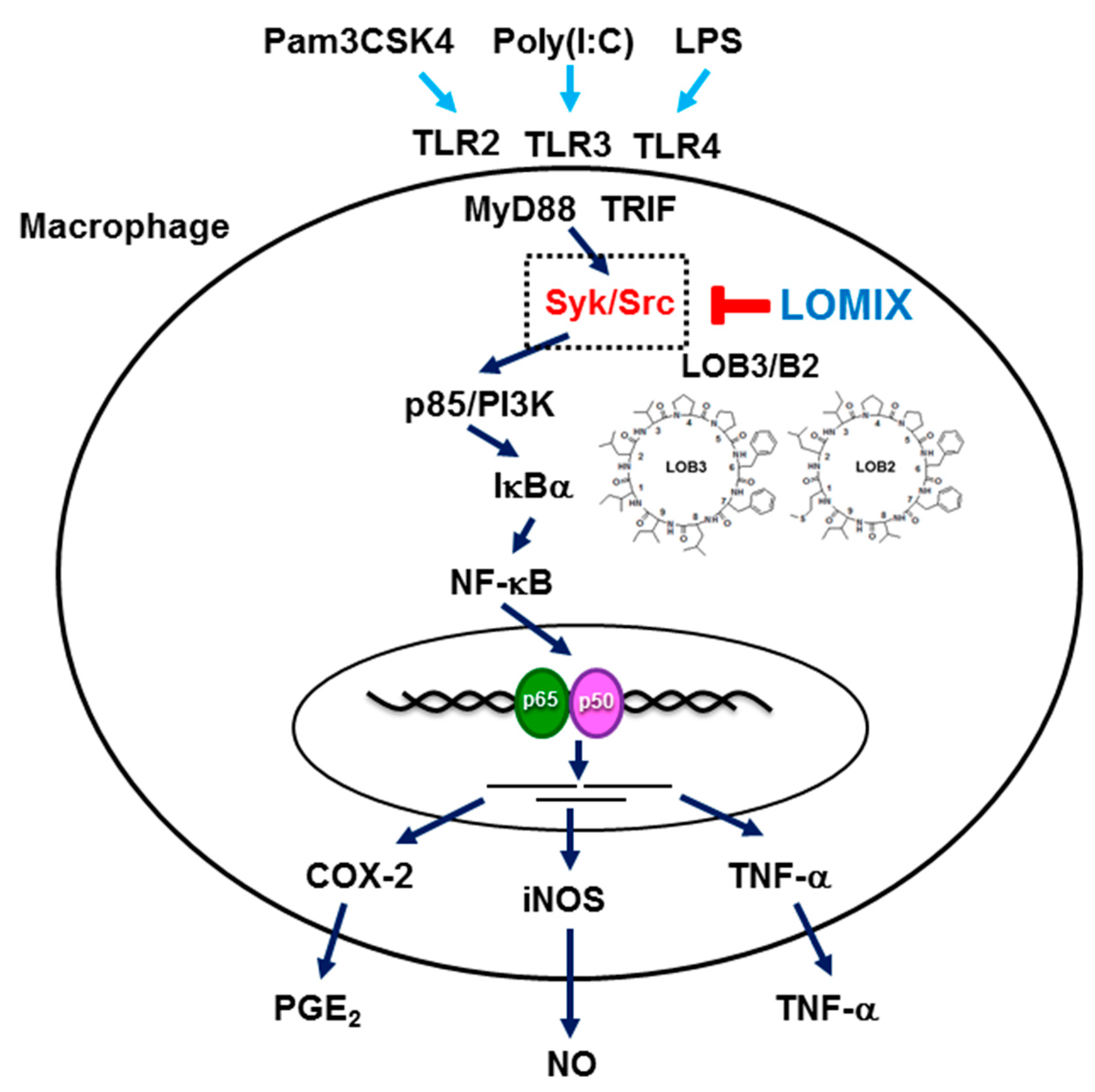 Biomolecules 10 00859 g007