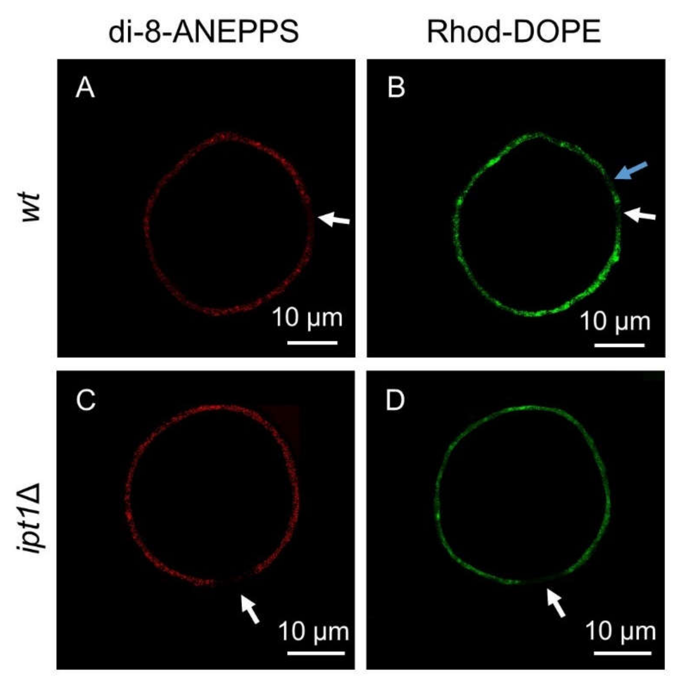 Biomolecules 10 00871 g003