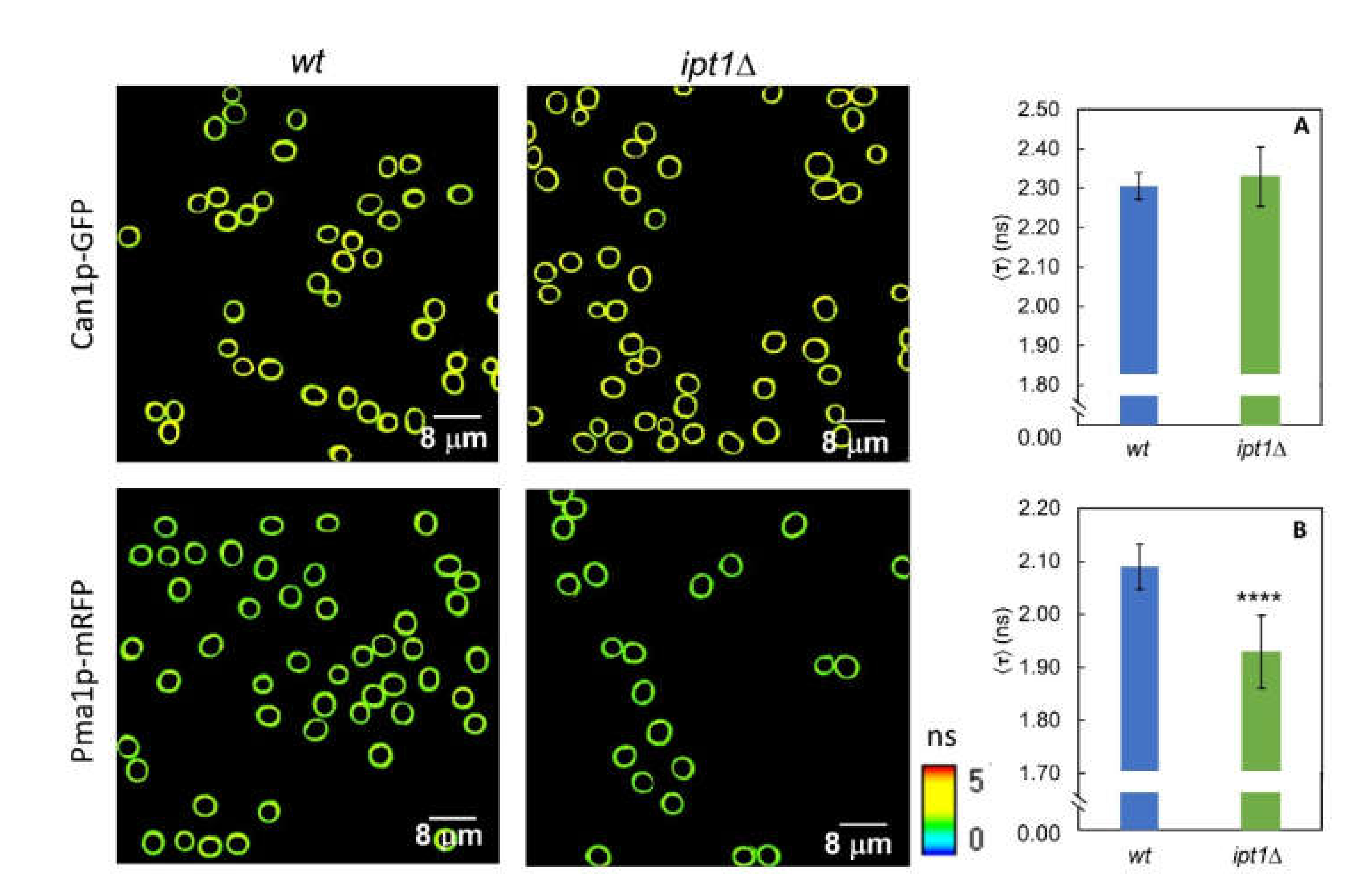 Biomolecules 10 00871 g005