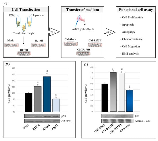 Biomolecules Special Issue Recent Advances In P53