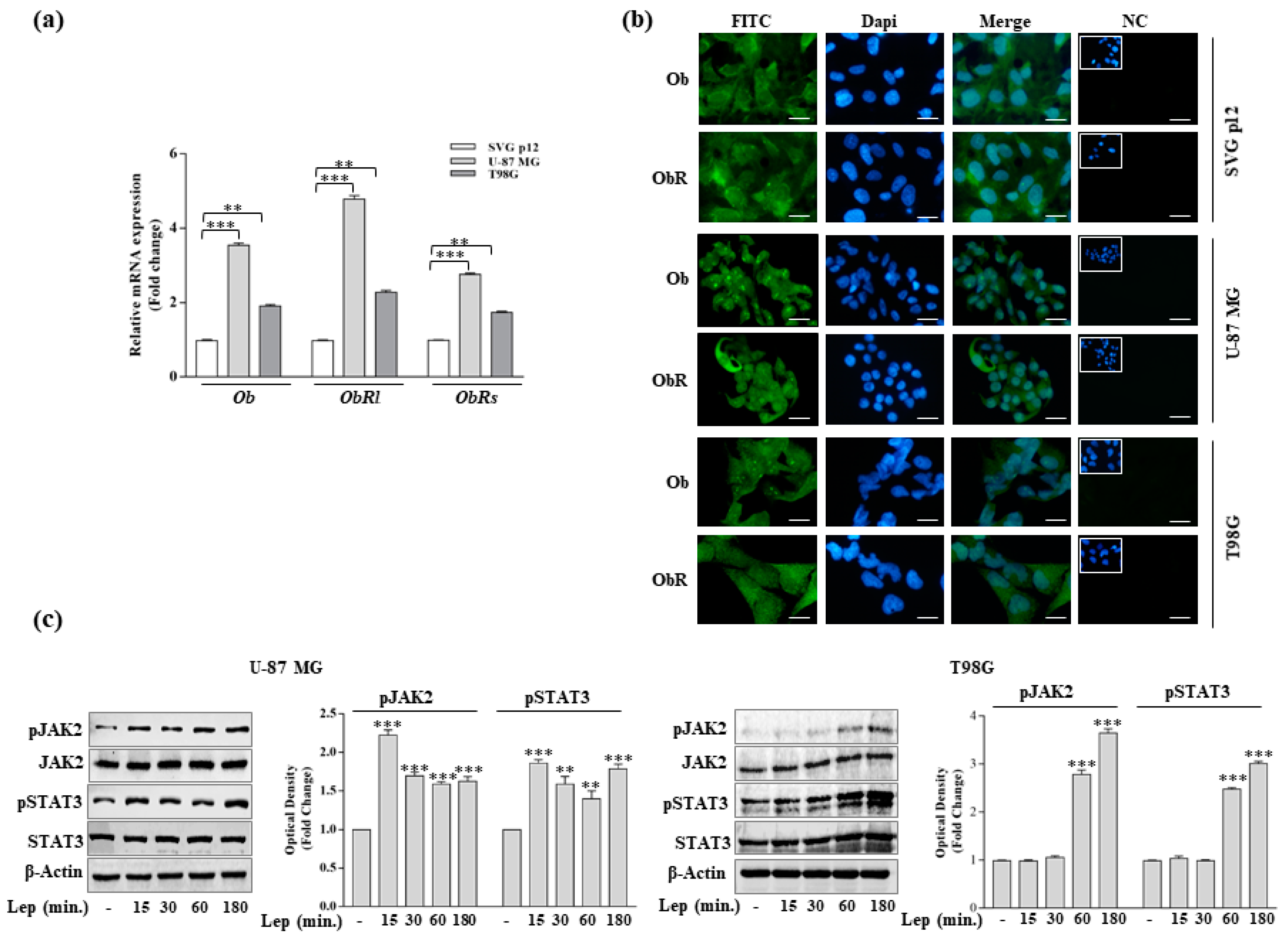 Biomolecules 10 00886 g001