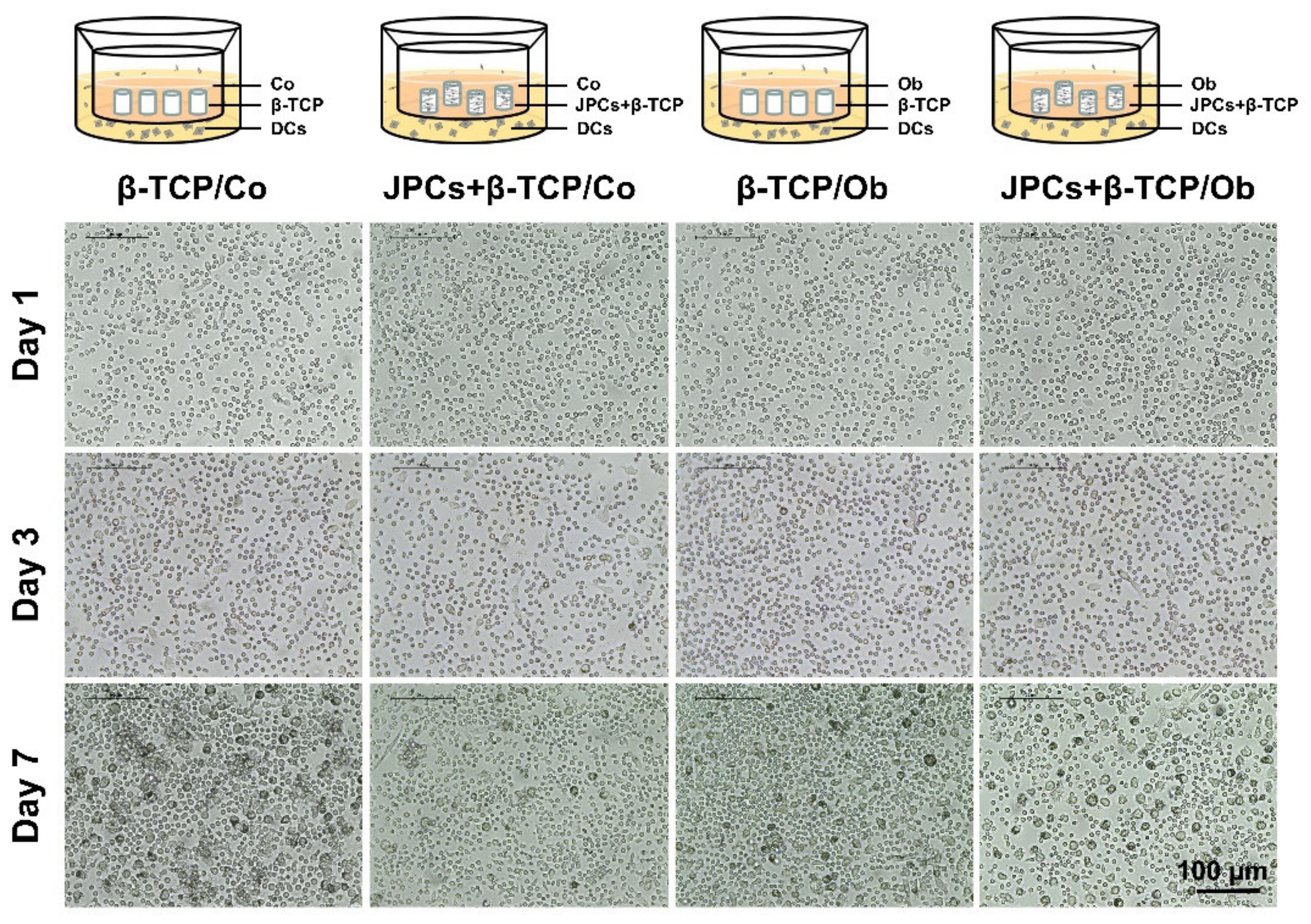 Biomolecules 10 00887 g001