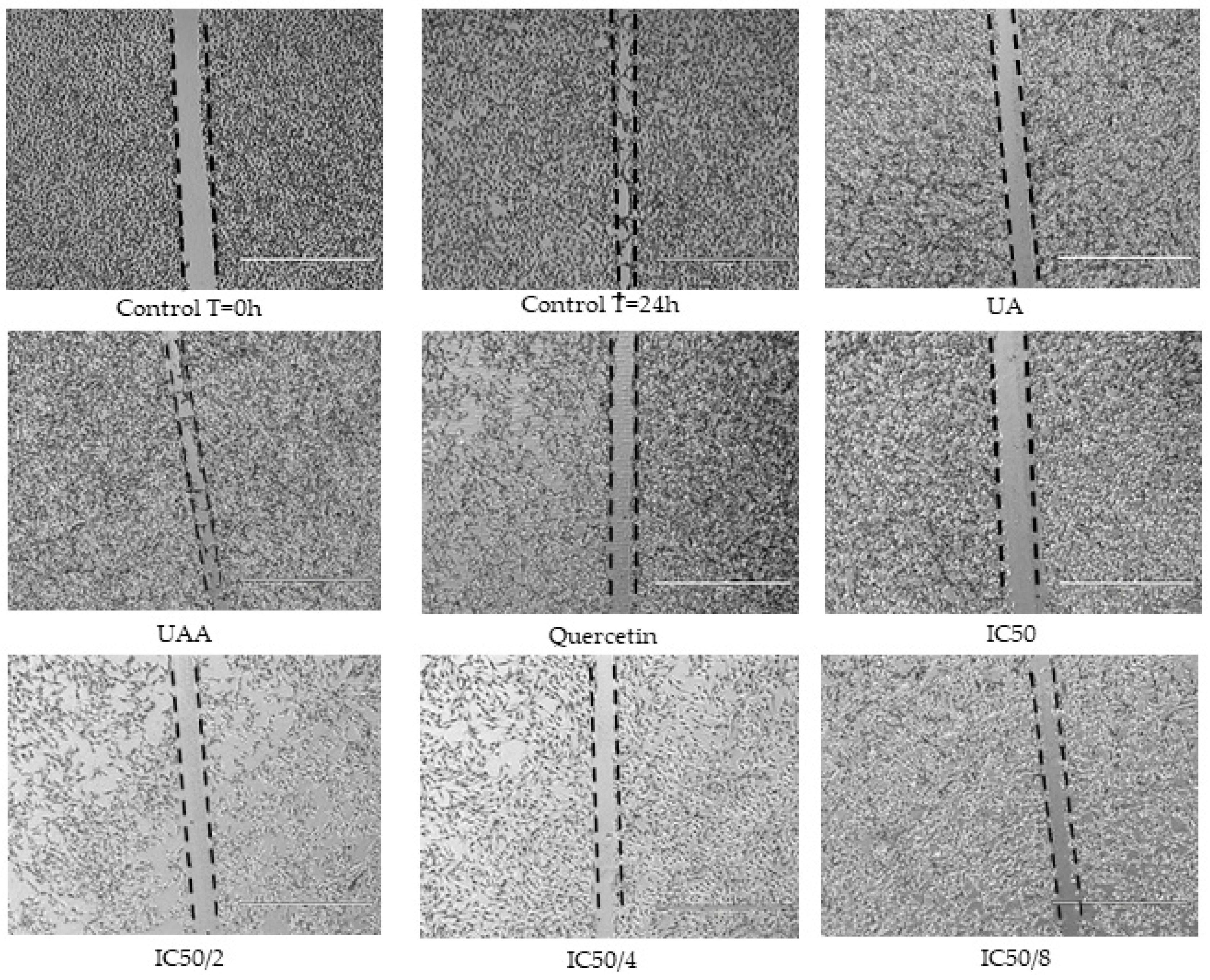 Biomolecules 10 00894 g008