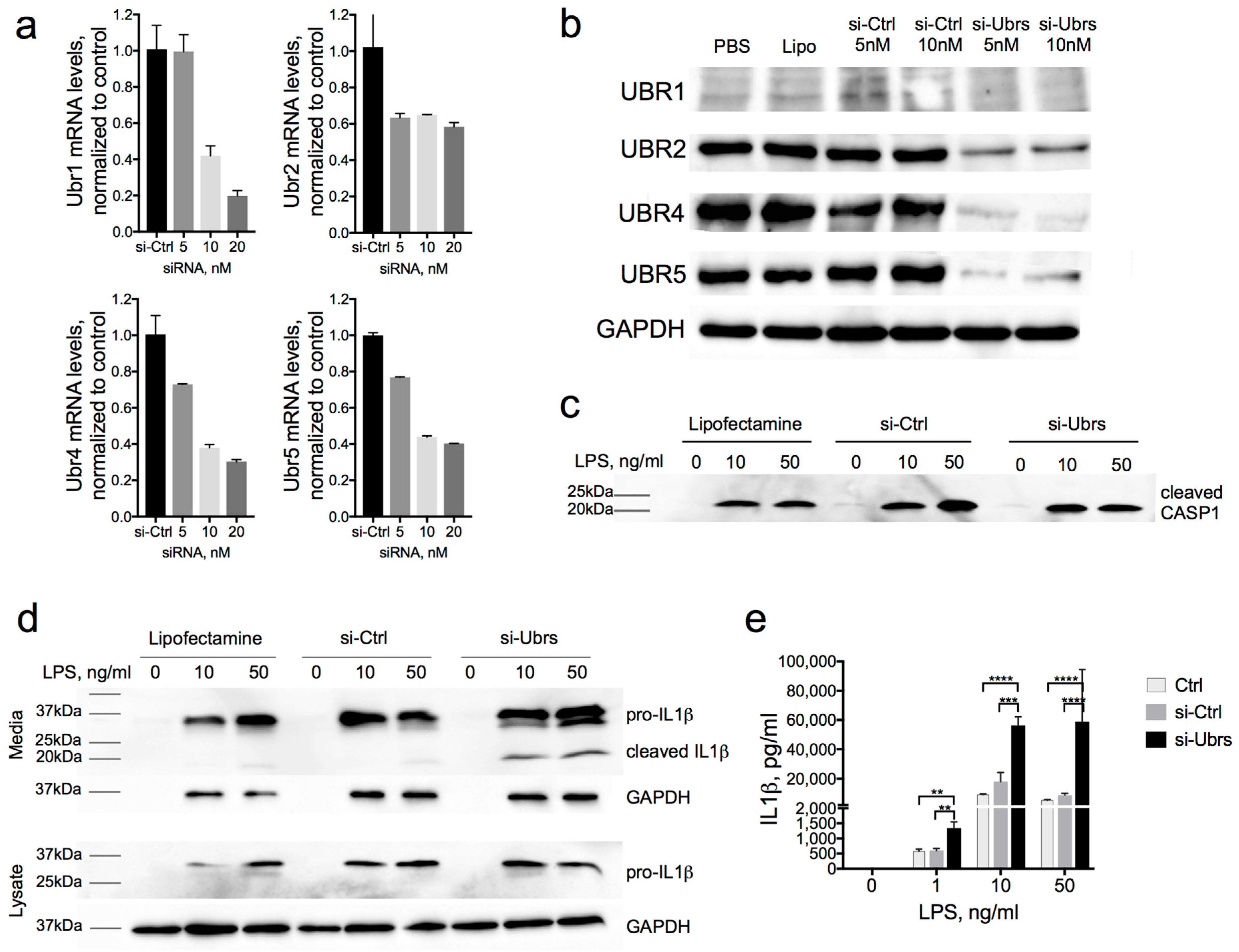 Biomolecules 10 00903 g004 Biomolecules 10 00903 g004