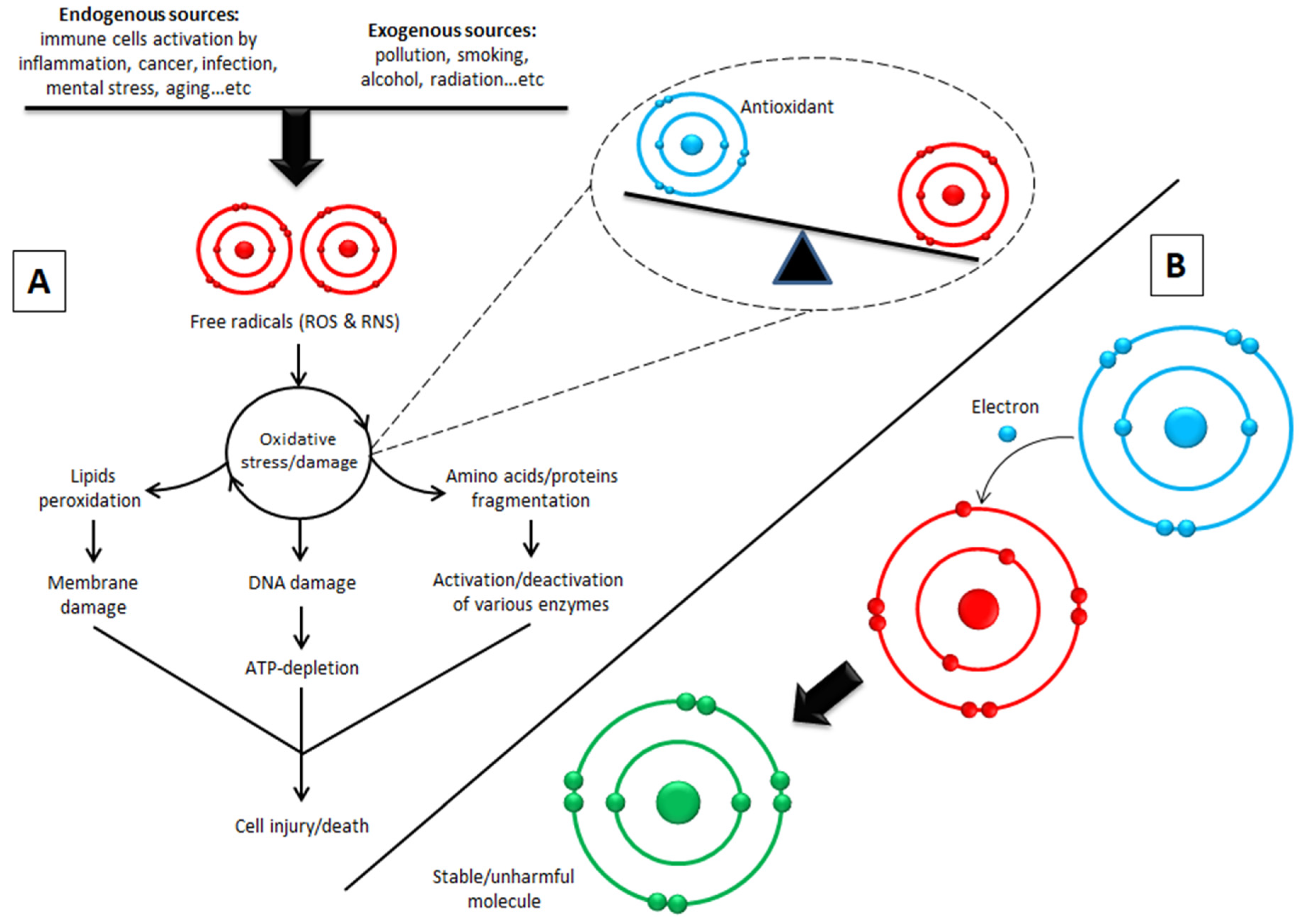 Biomolecules 10 00923 g004