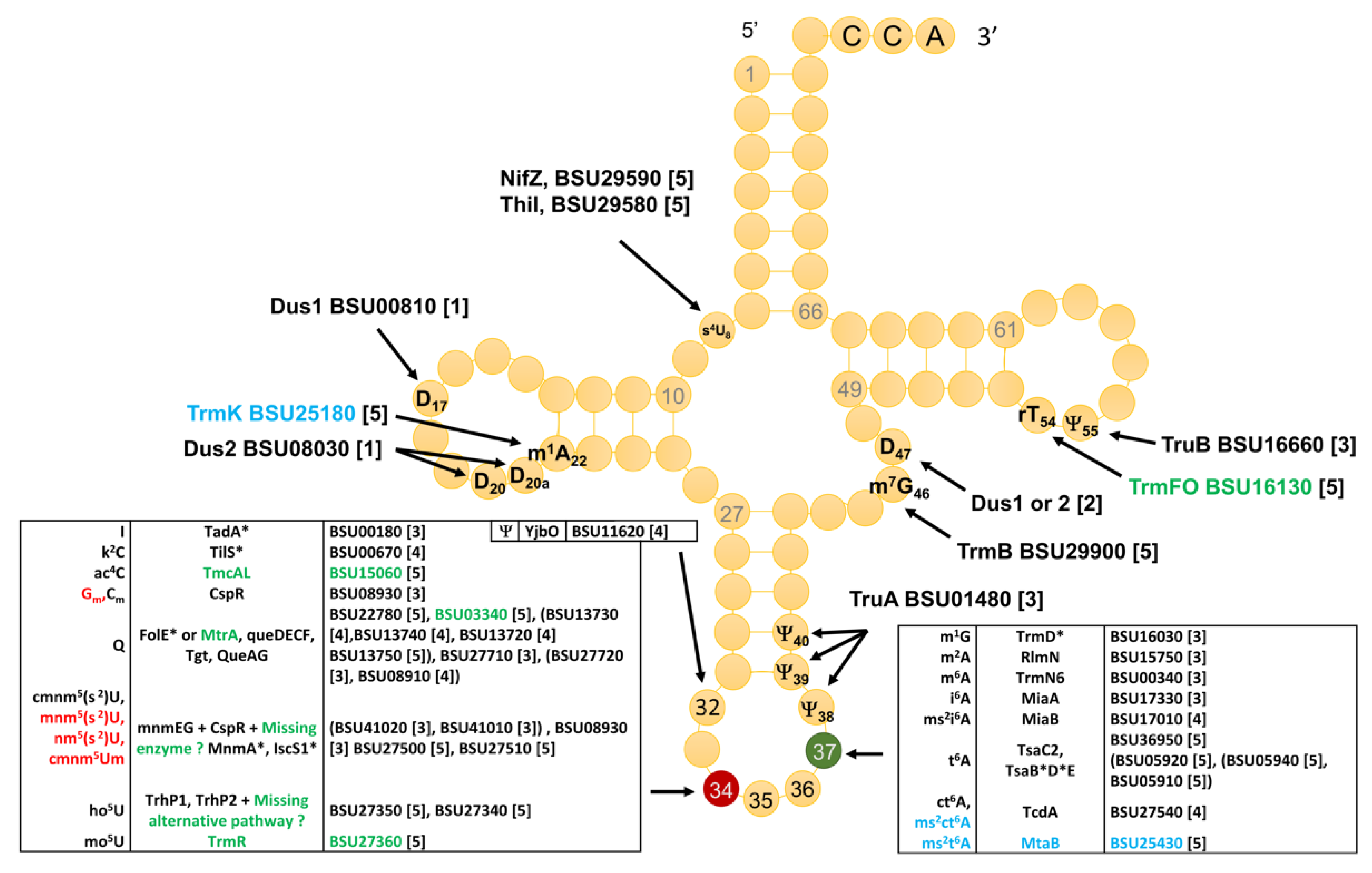 Biomolecules 10 00977 g003