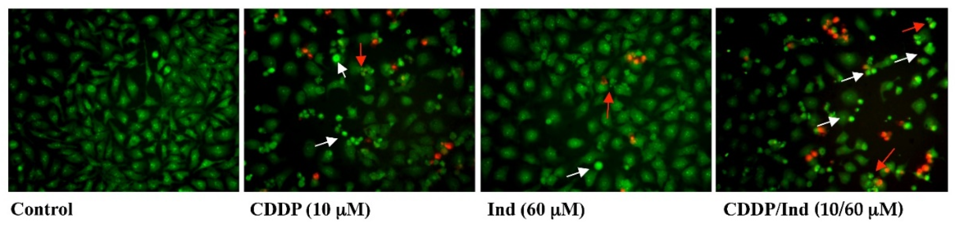 Biomolecules 10 00994 g004 Biomolecules 10 00994 g004