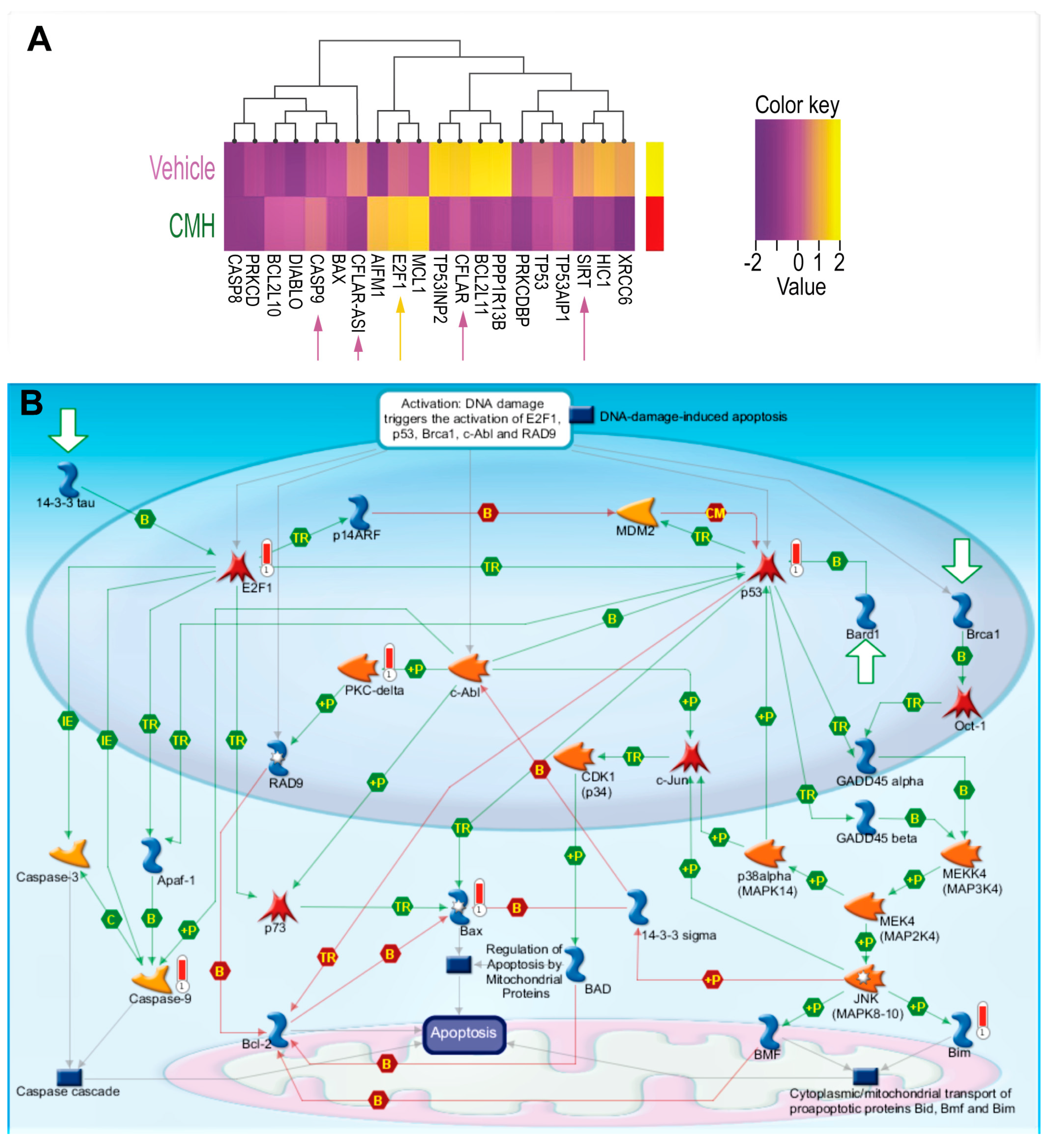 Biomolecules 10 00997 g002 Biomolecules 10 00997 g002