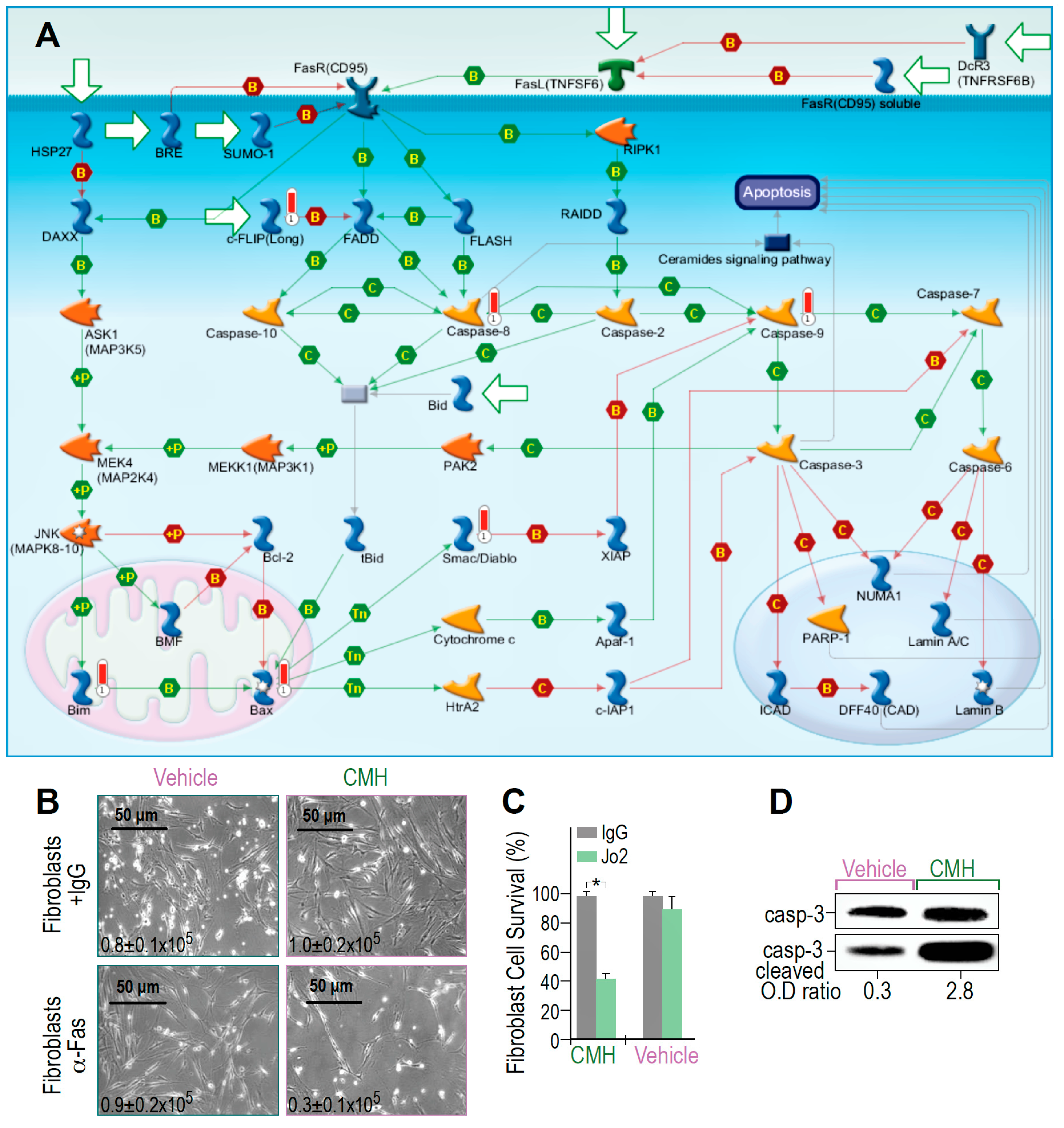 Biomolecules 10 00997 g003 Biomolecules 10 00997 g003