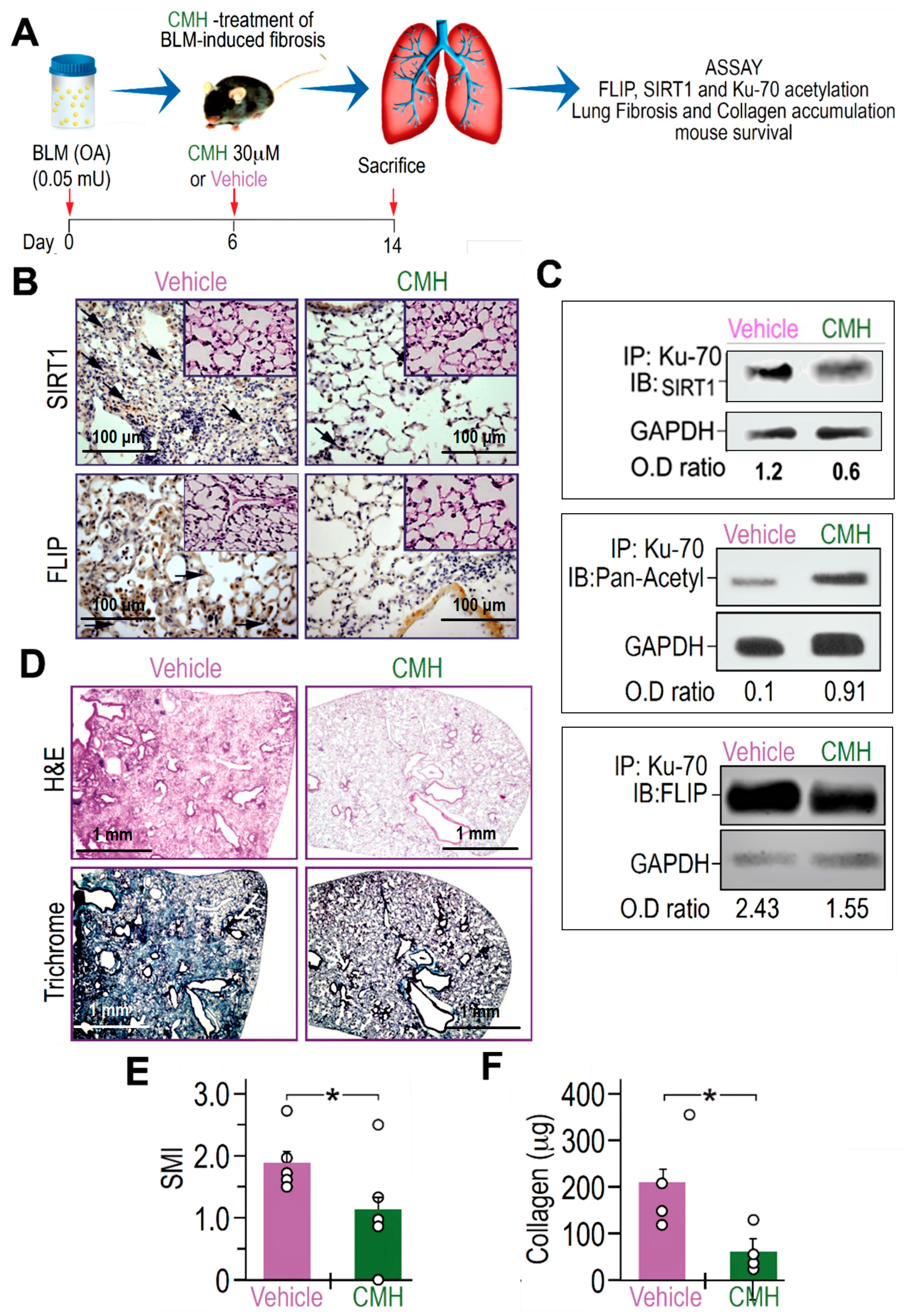 Biomolecules 10 00997 g004 Biomolecules 10 00997 g004
