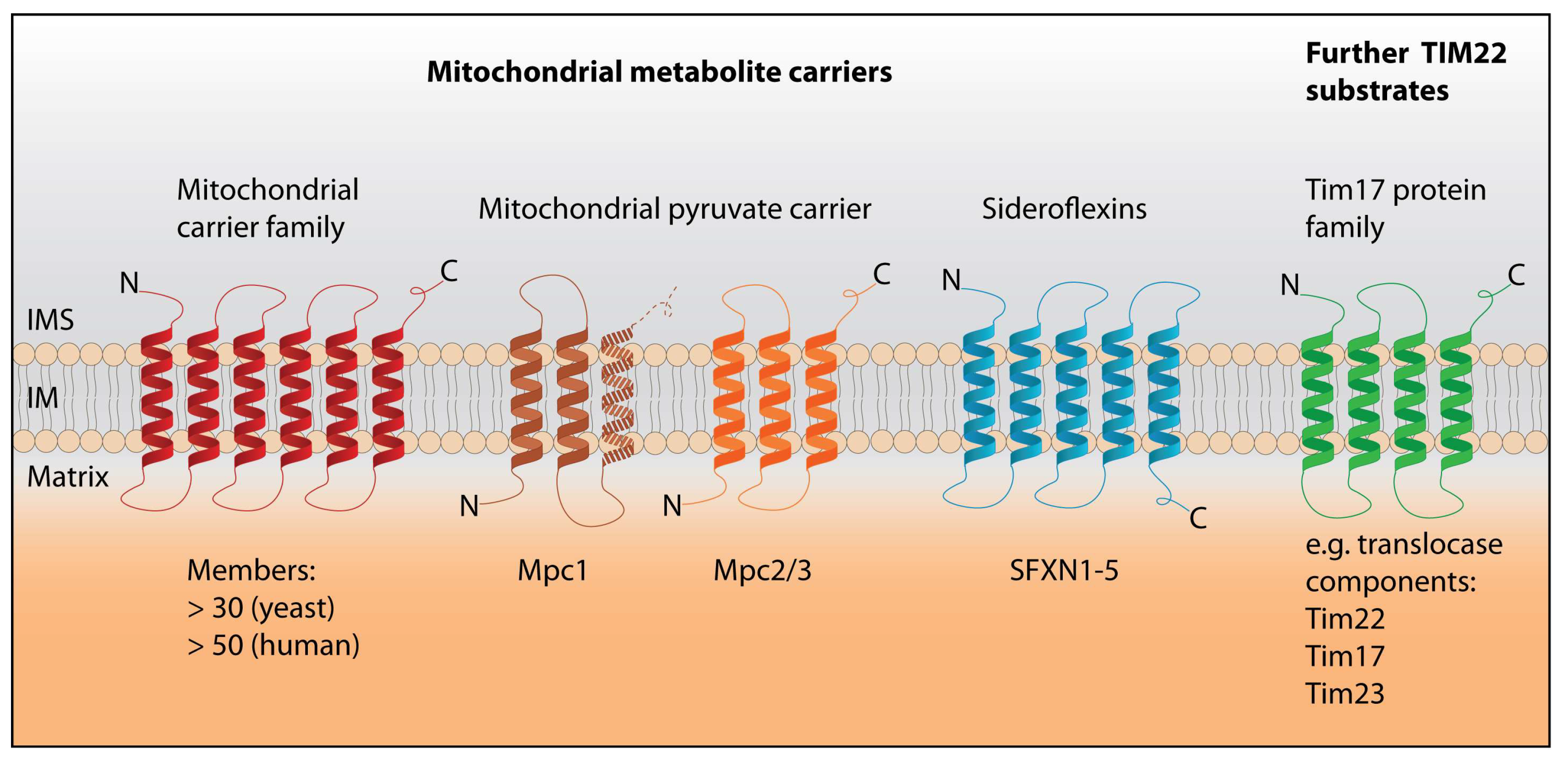 Biomolecules 10 01008 g002 Biomolecules 10 01008 g002