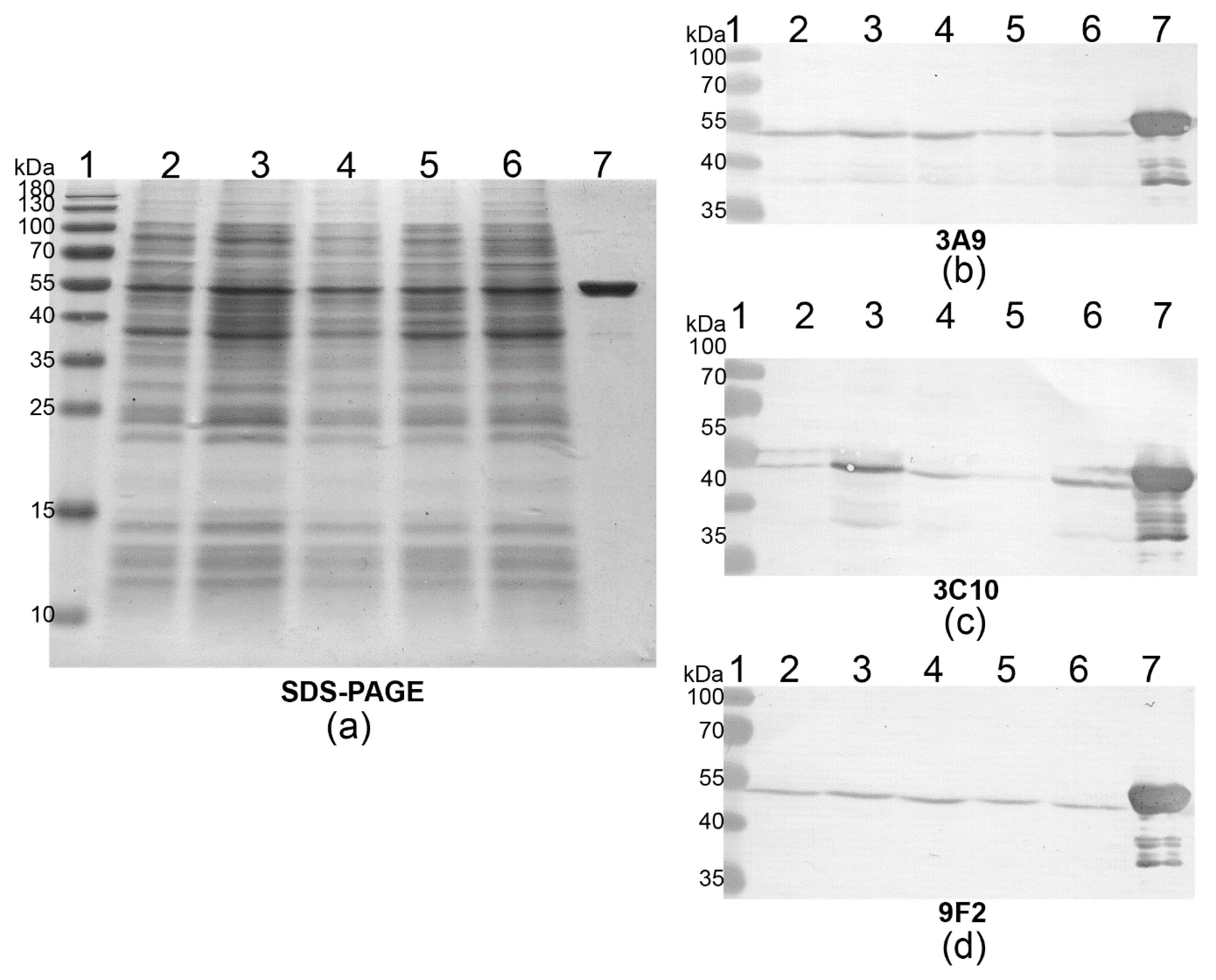 Biomolecules 10 01009 g002