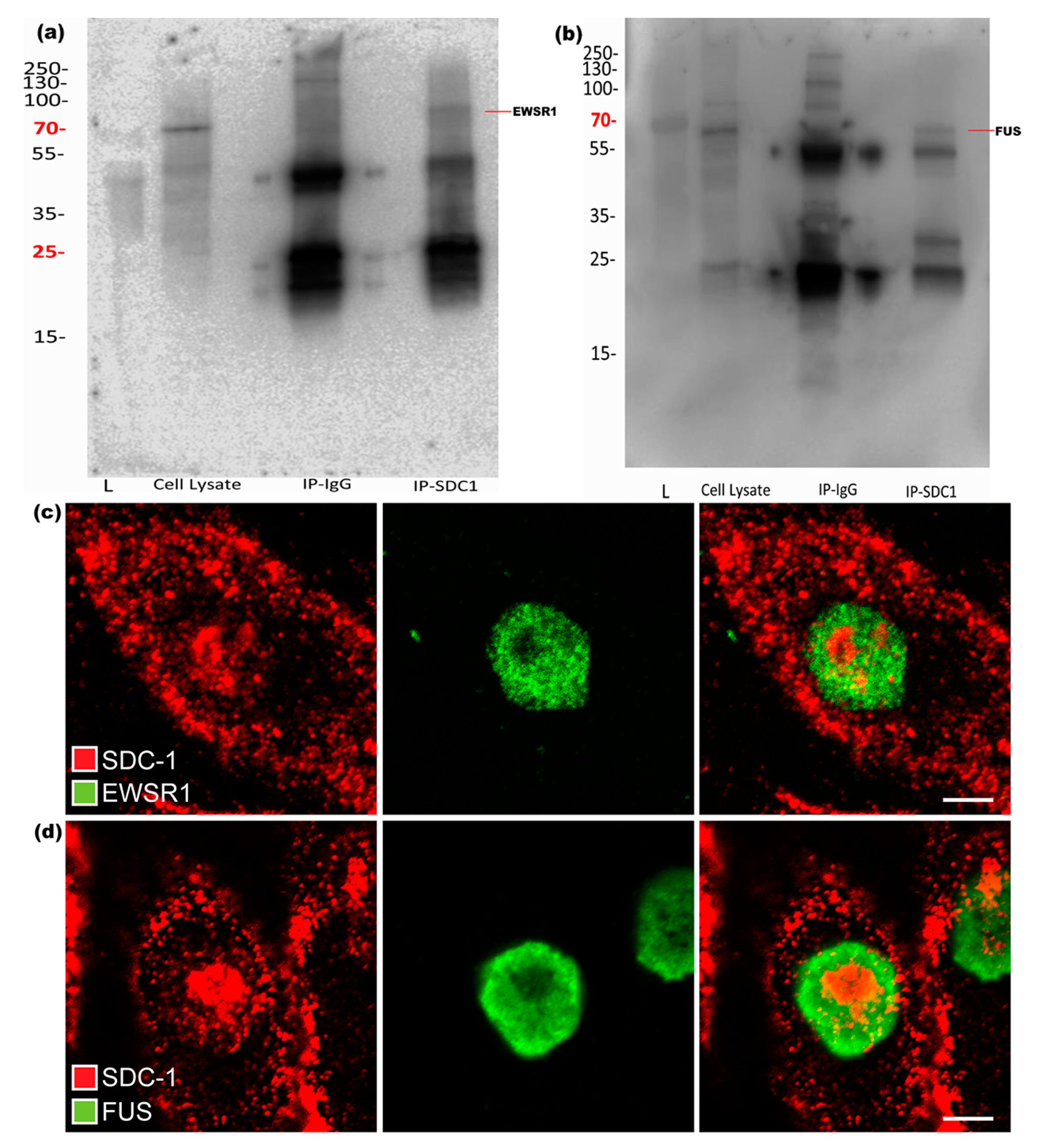 Biomolecules 10 01034 g003 Biomolecules 10 01034 g003