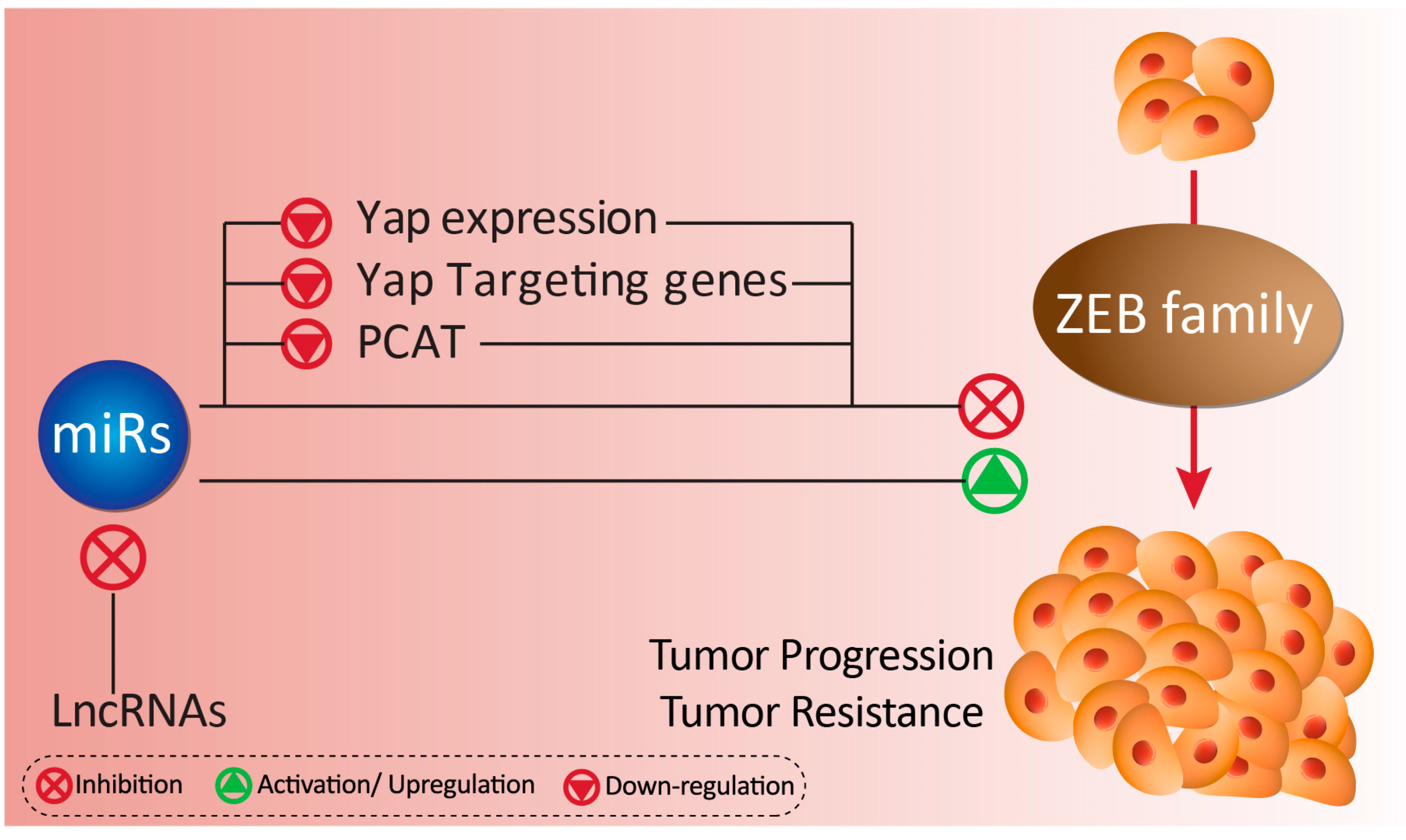 Biomolecules 10 01040 g003
